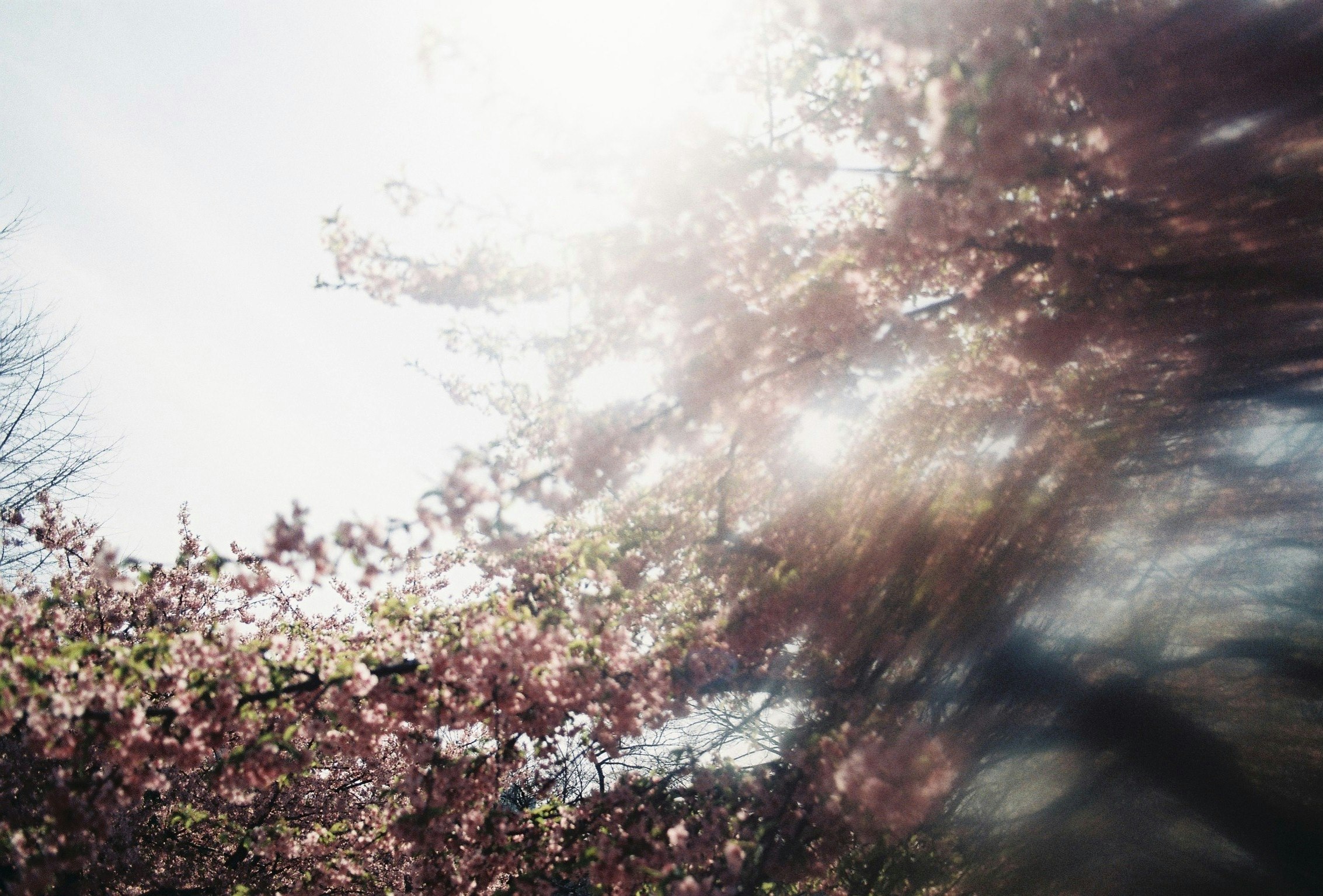 桜の花と木々の枝が光に包まれる春の空の風景