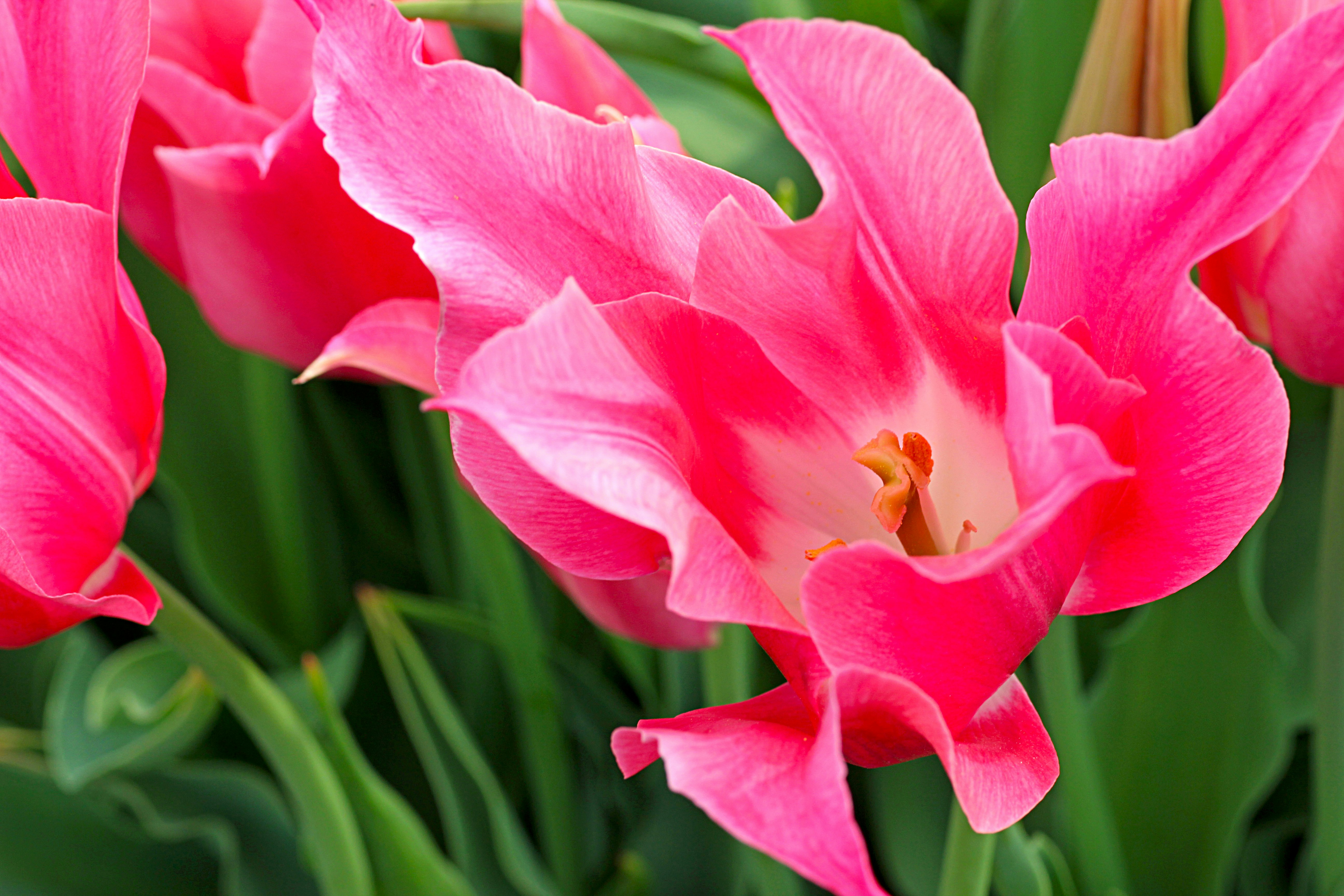 鮮やかなピンクのチューリップの花のクローズアップ