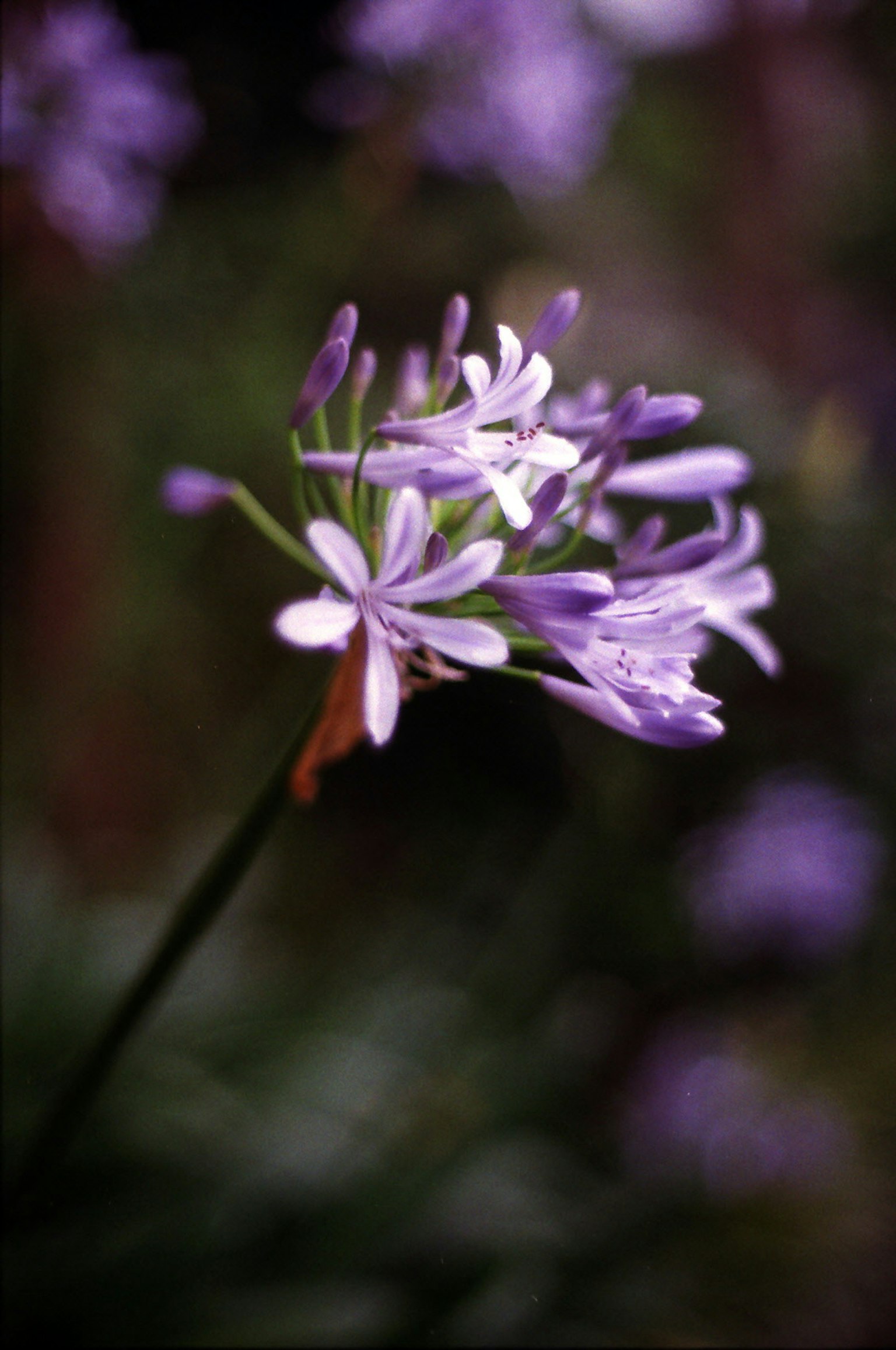 Immagine di un fiore viola con petali delicati