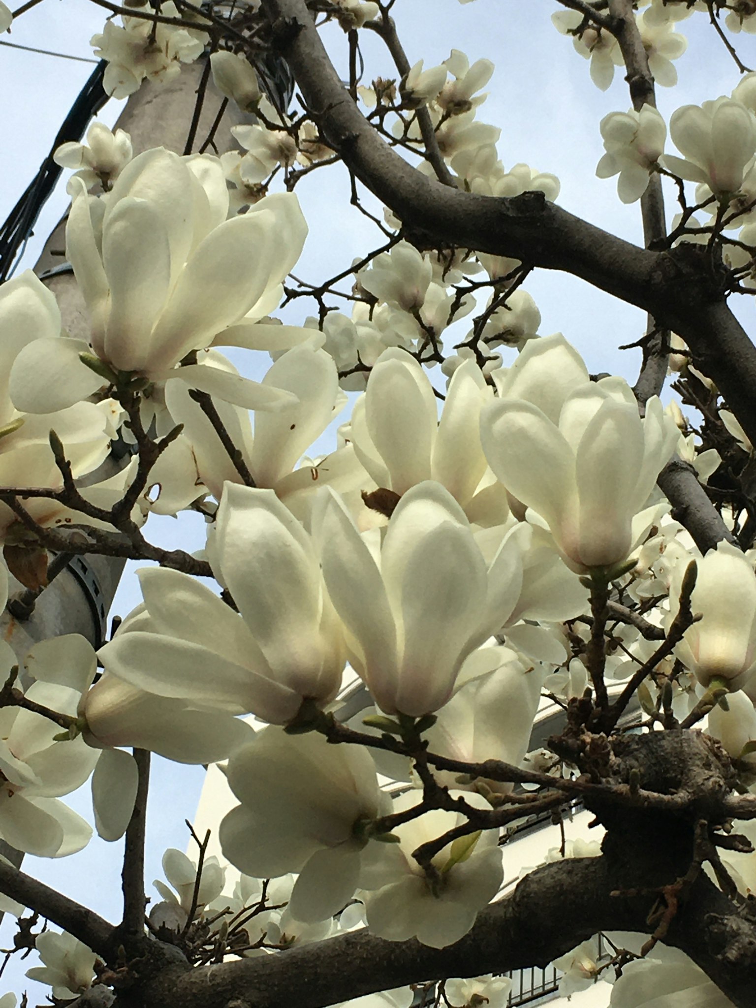 Close-up of white magnolia flowers blooming on branches