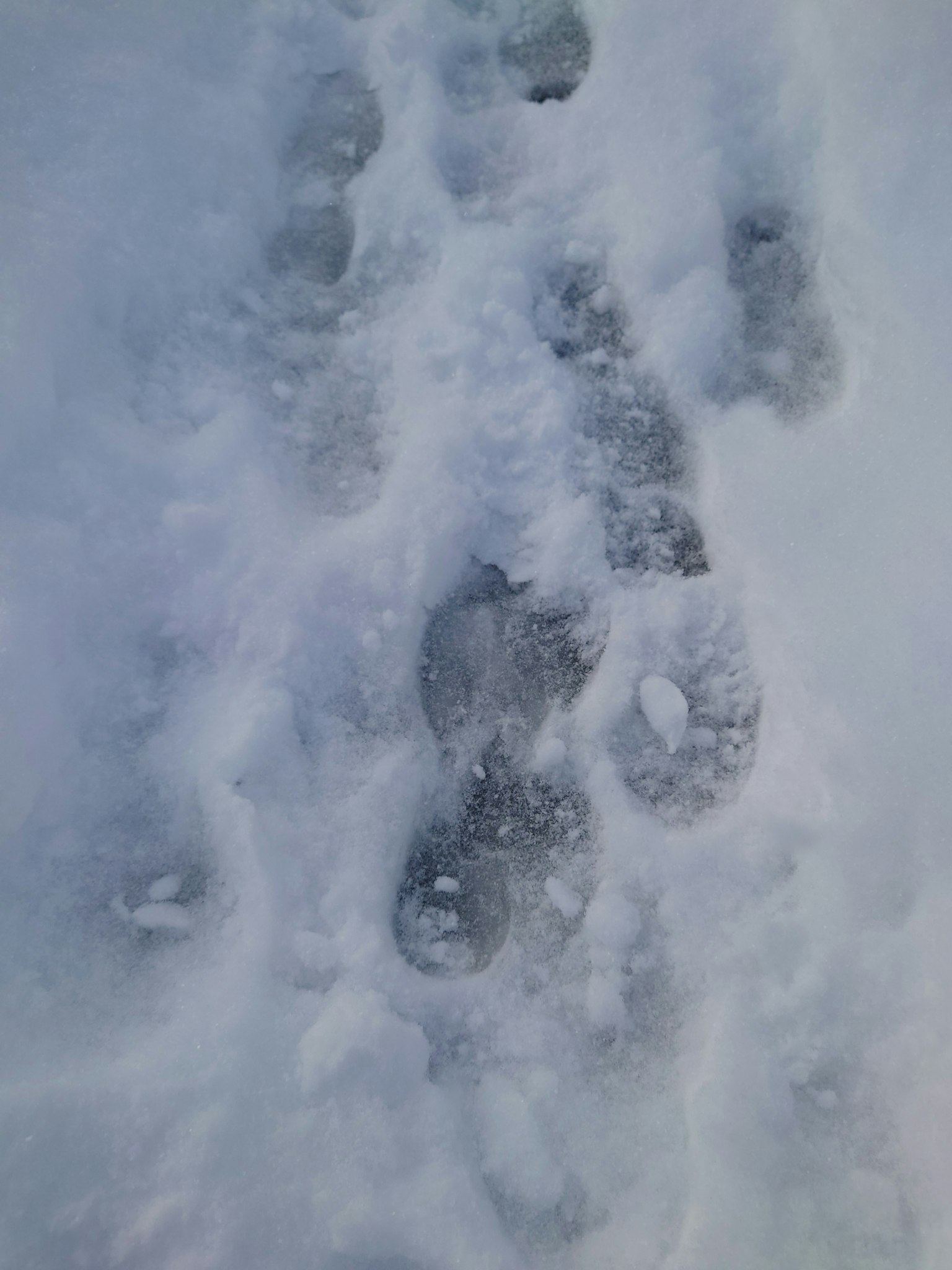 Close-up of footprints in the snow