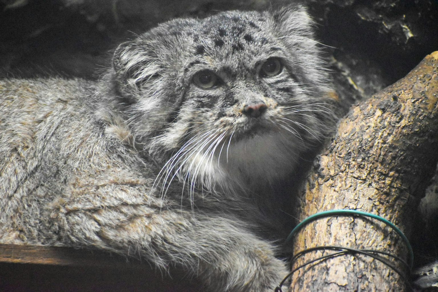 Close-up kucing Pallas dengan bulu abu-abu dan mata besar