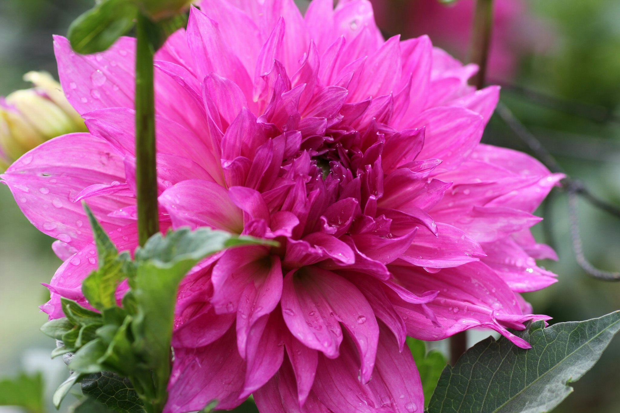 ピンクのダリアの花と葉のクローズアップ