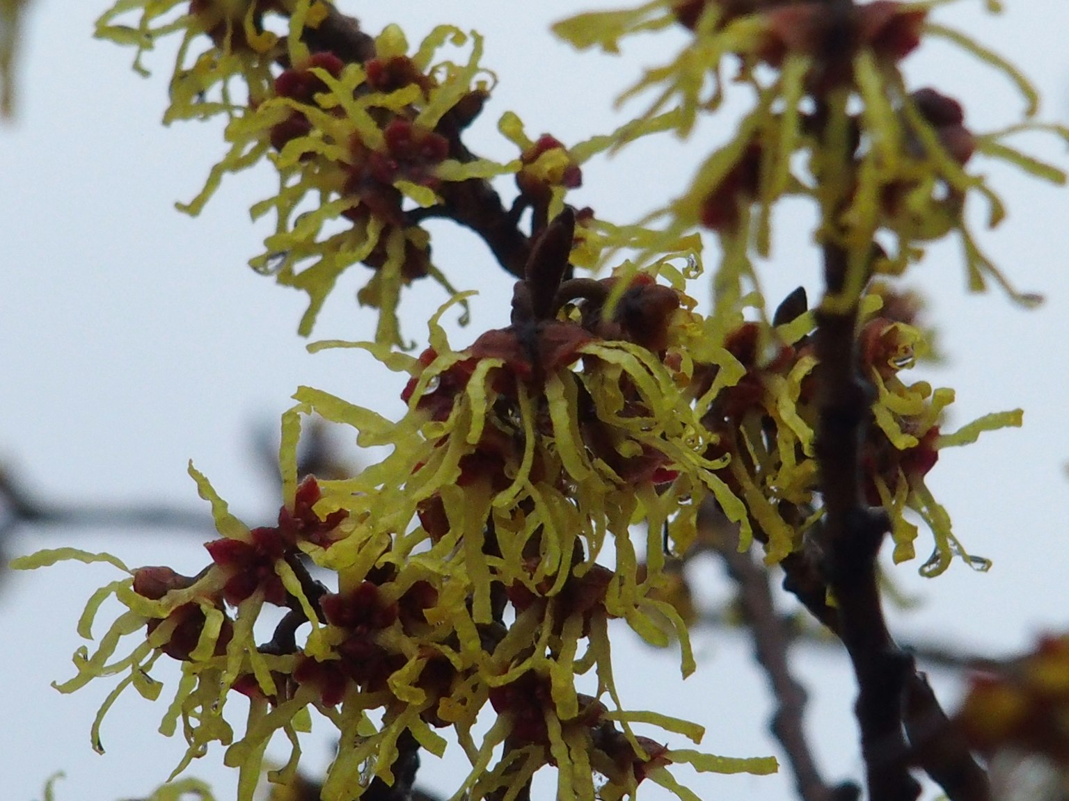 Branch of witch hazel with yellow petals and red buds