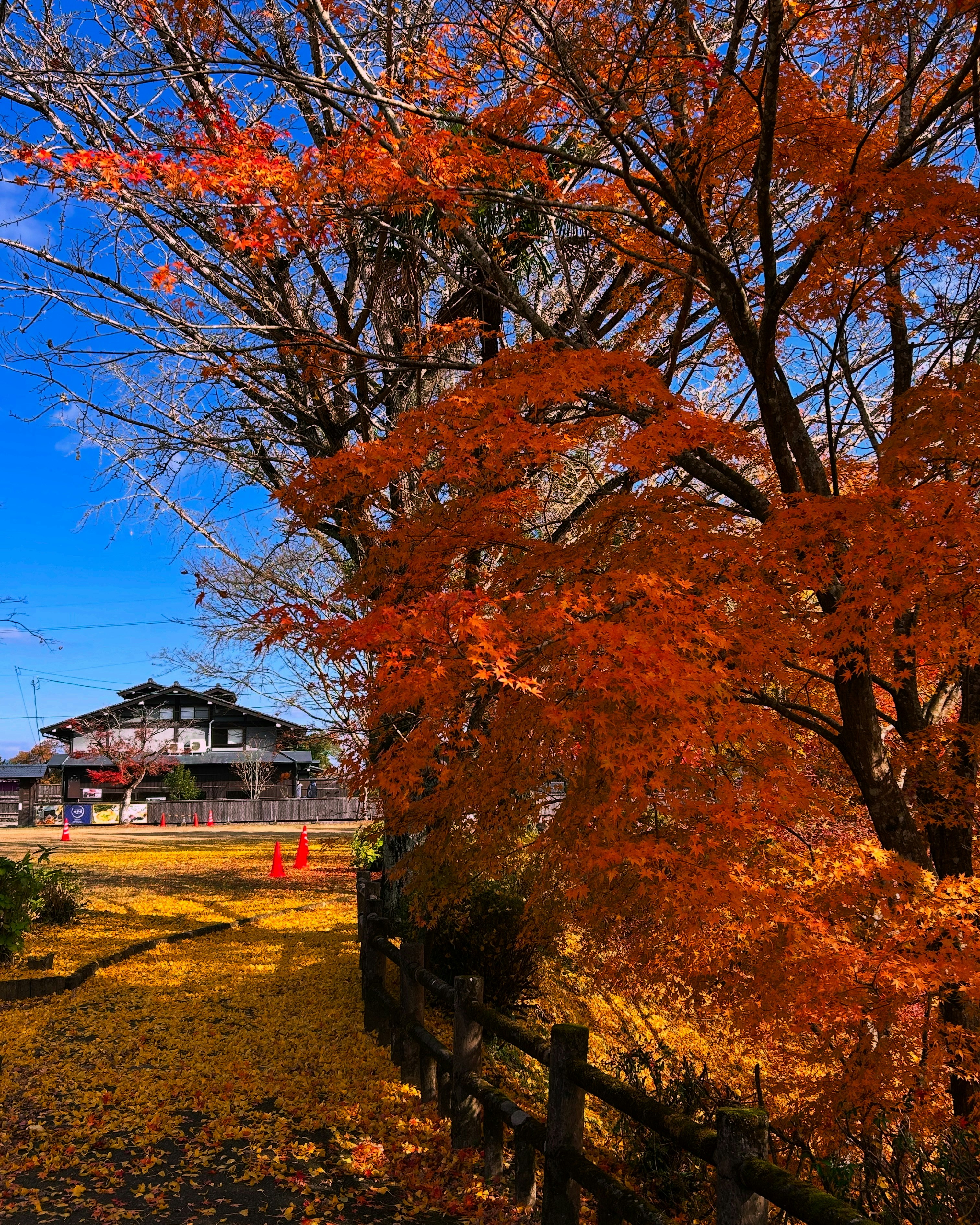 晩秋の青空の下で赤く色づくモミジと落葉の並木
