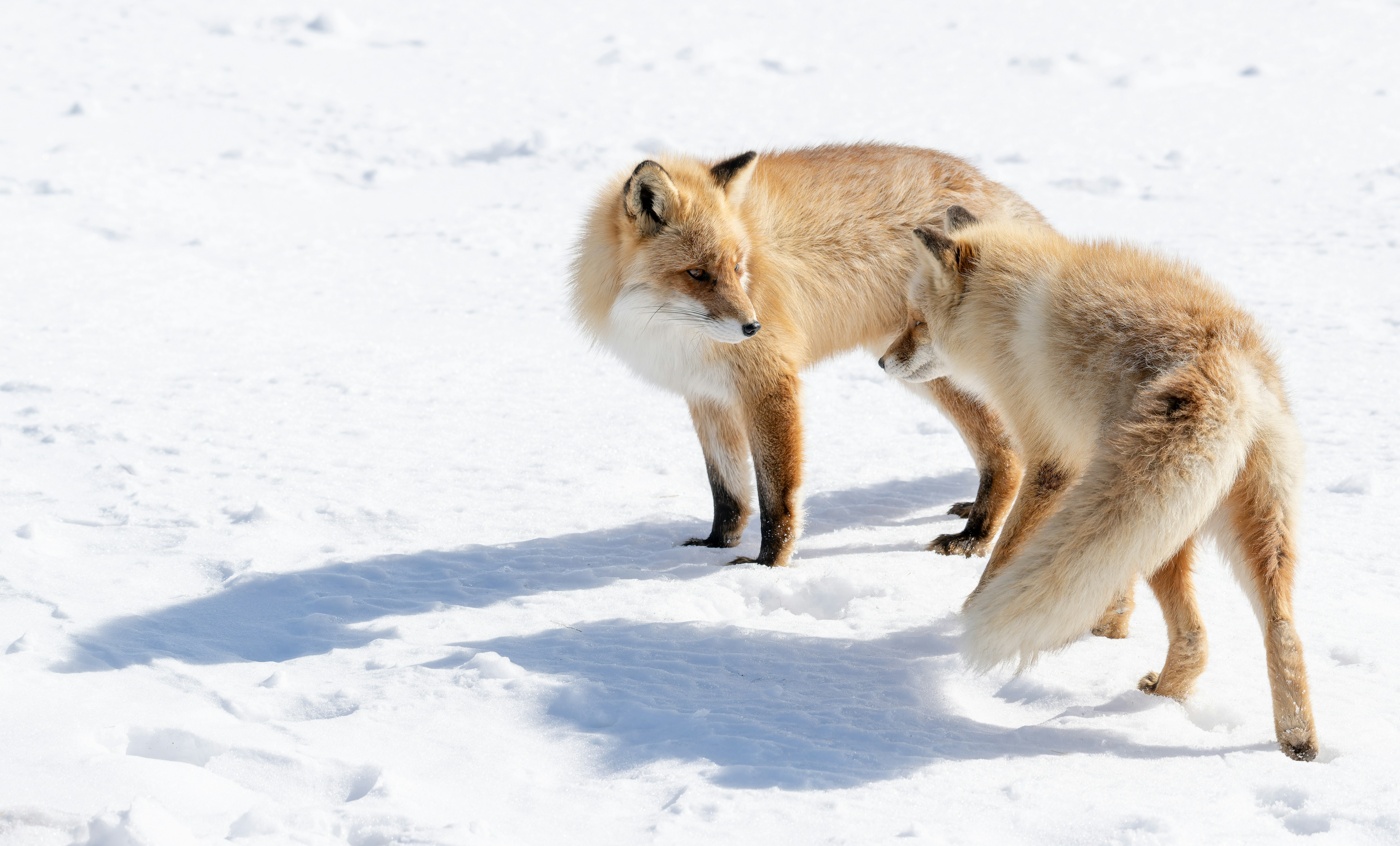foxes walking on snow