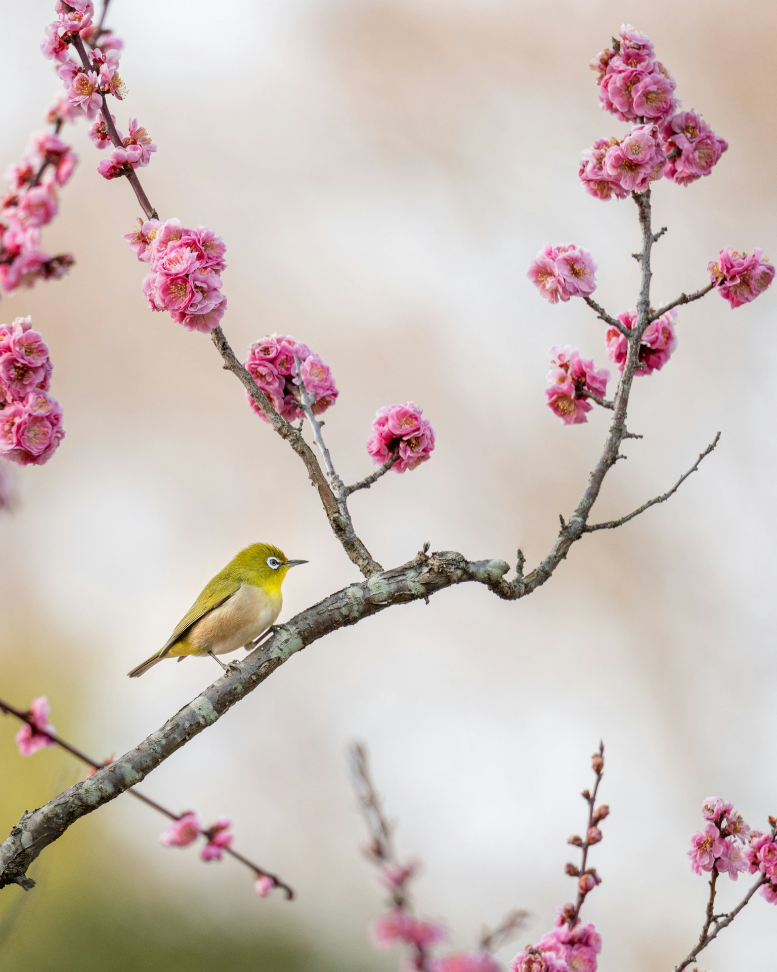 Ein kleiner grüner Vogel sitzt auf einem Zweig mit rosa Blüten