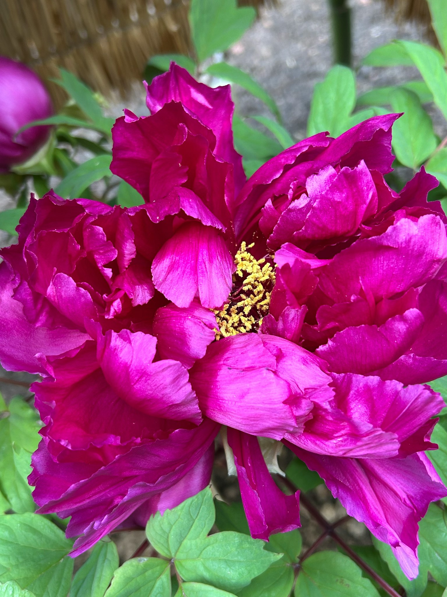 Vibrante magentafarbene Pfingstrose in voller Blüte