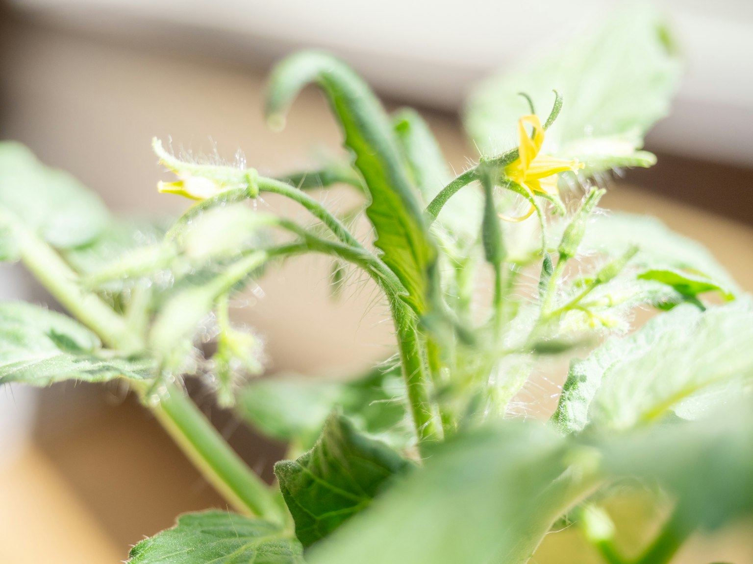 Close-up of a plant with green leaves and yellow flowers