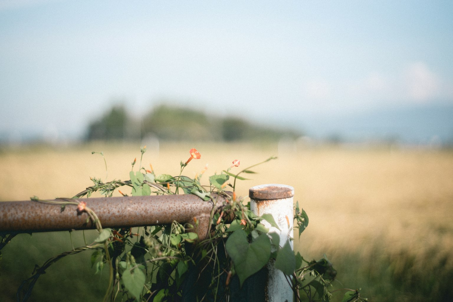 Rusty fence with green vines and a backdrop of grain fields