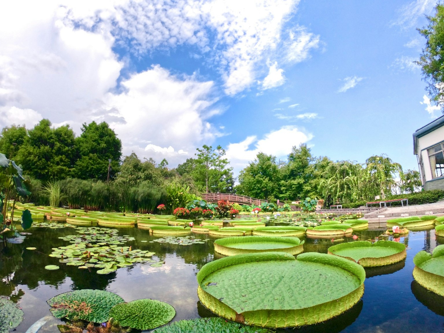 Cái ao đẹp đầy lá sen dưới bầu trời xanh