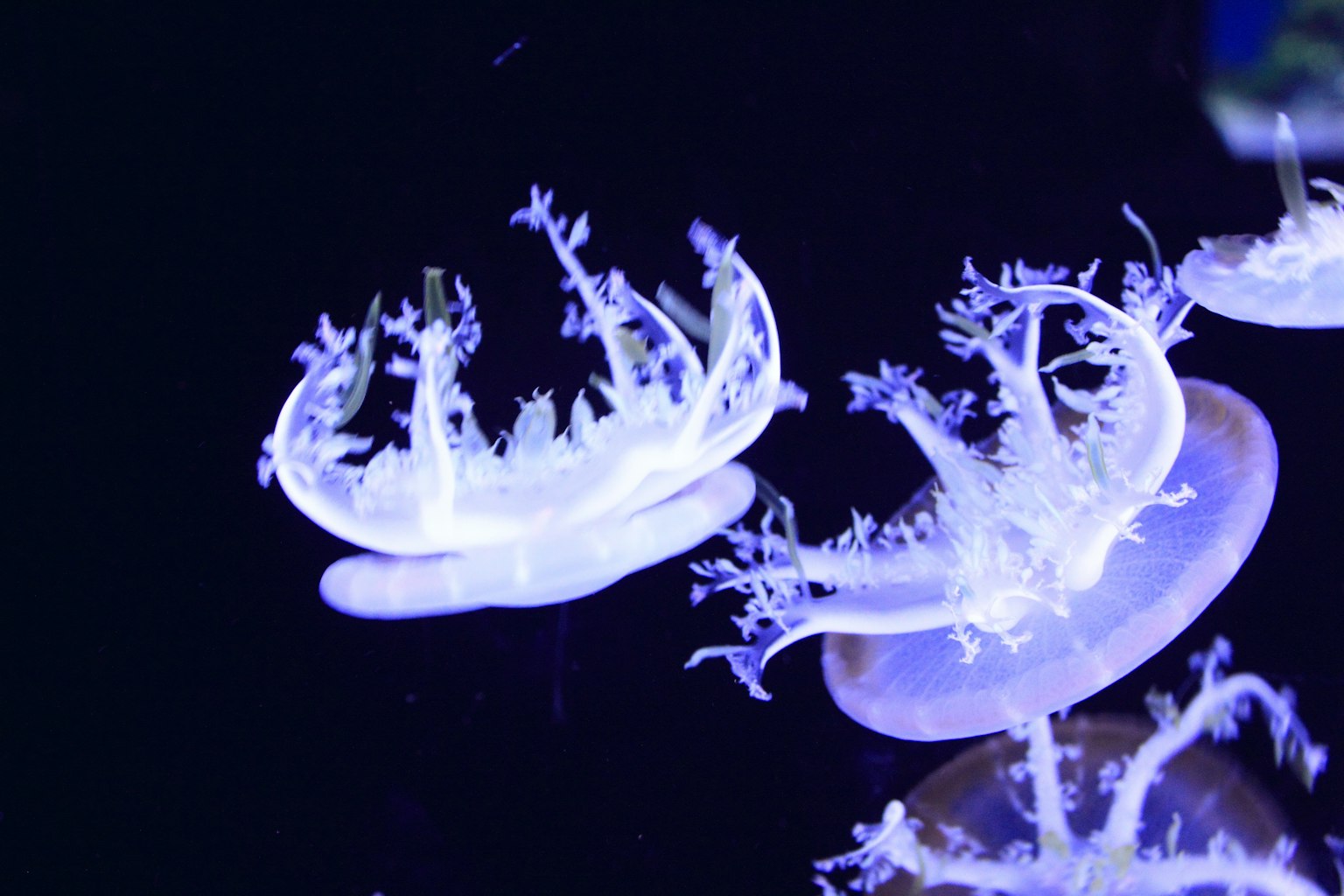 Jellyfish transparan mengapung di air dengan pencahayaan biru etereal