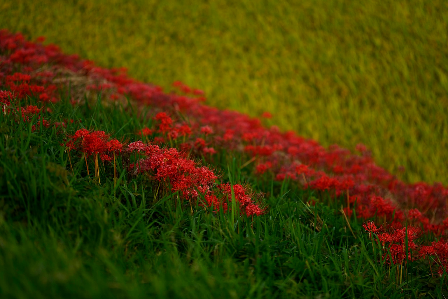 绿色斜坡上盛开的红花的风景