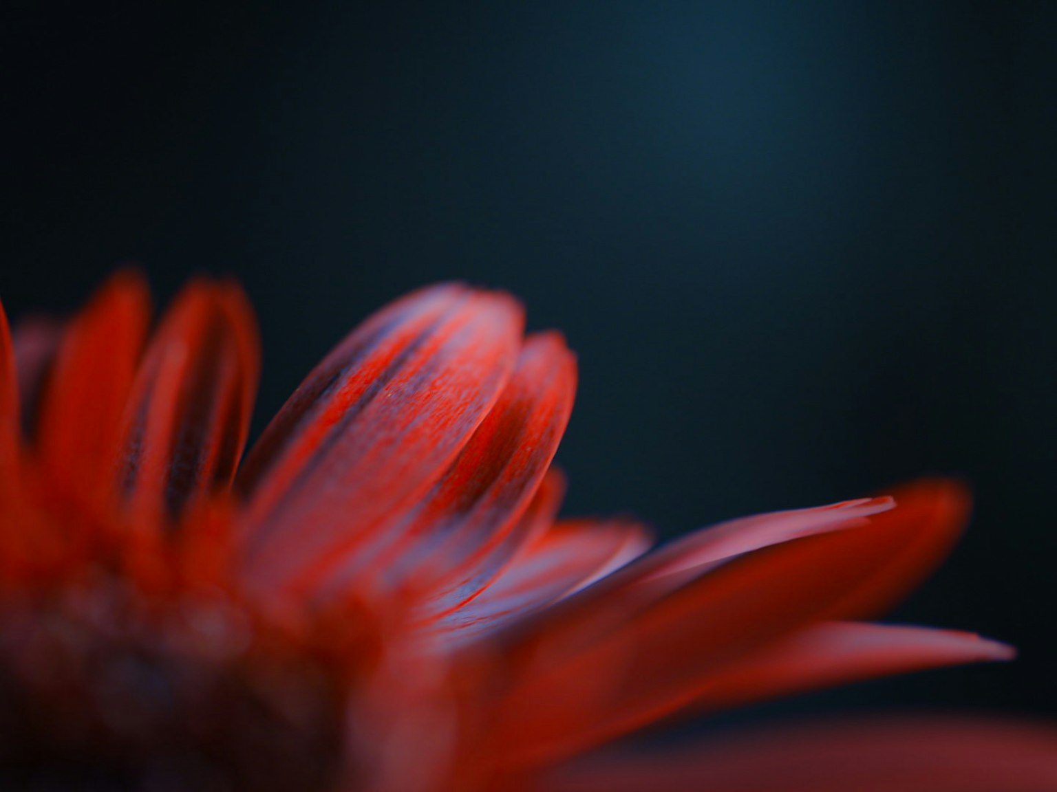 赤い花びらのクローズアップ 背景は暗い