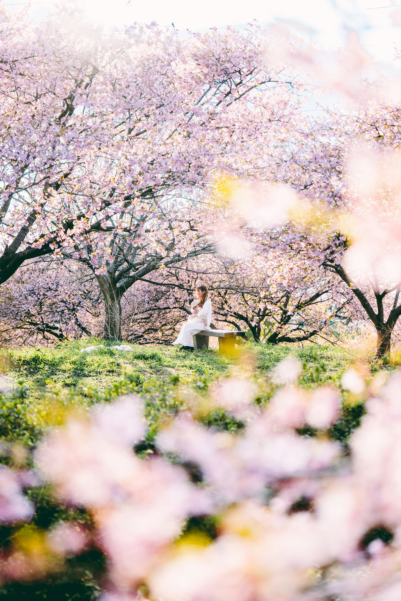 桜の木に囲まれた女性が座っている風景