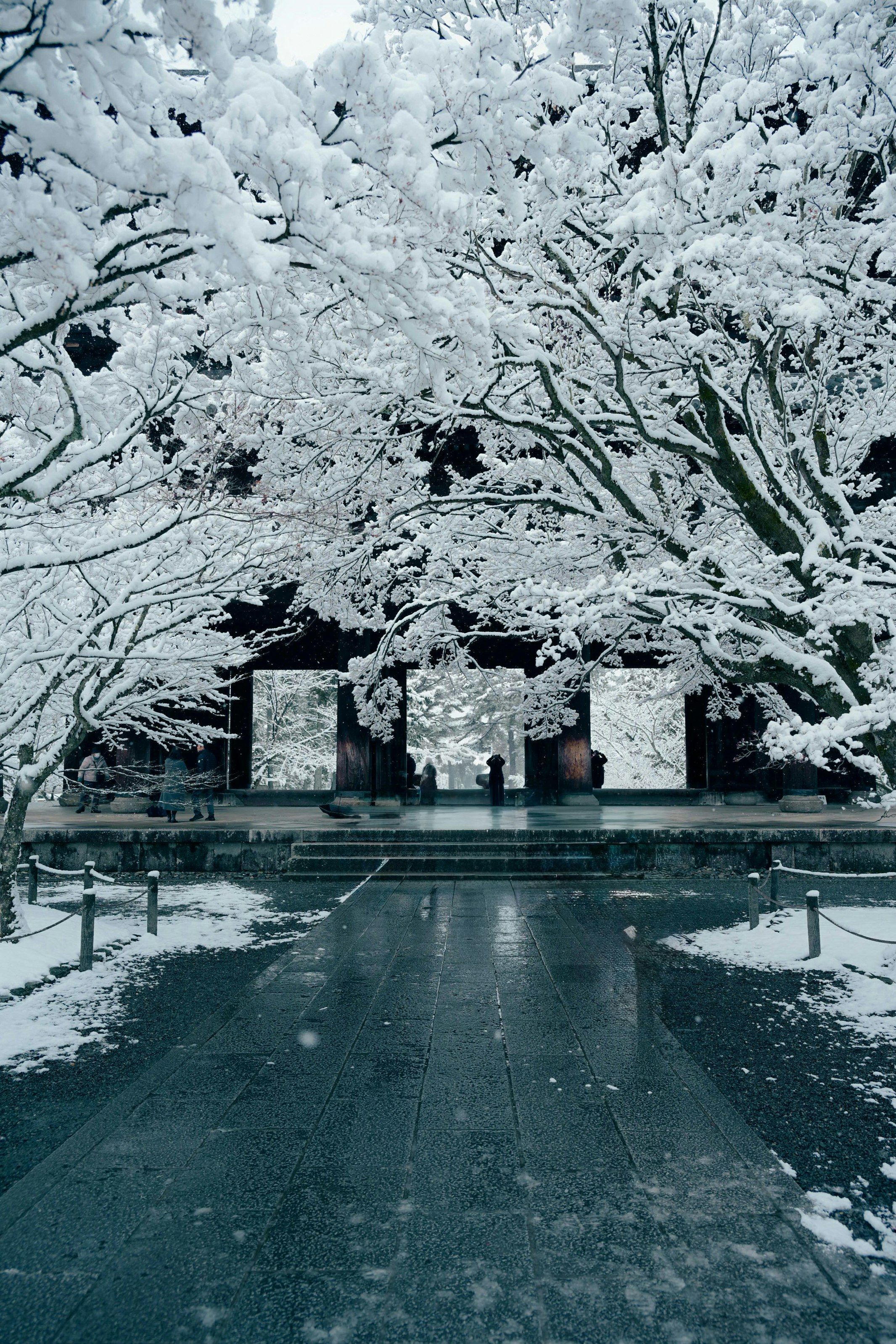 雪に覆われた木々と静かな道が続く風景