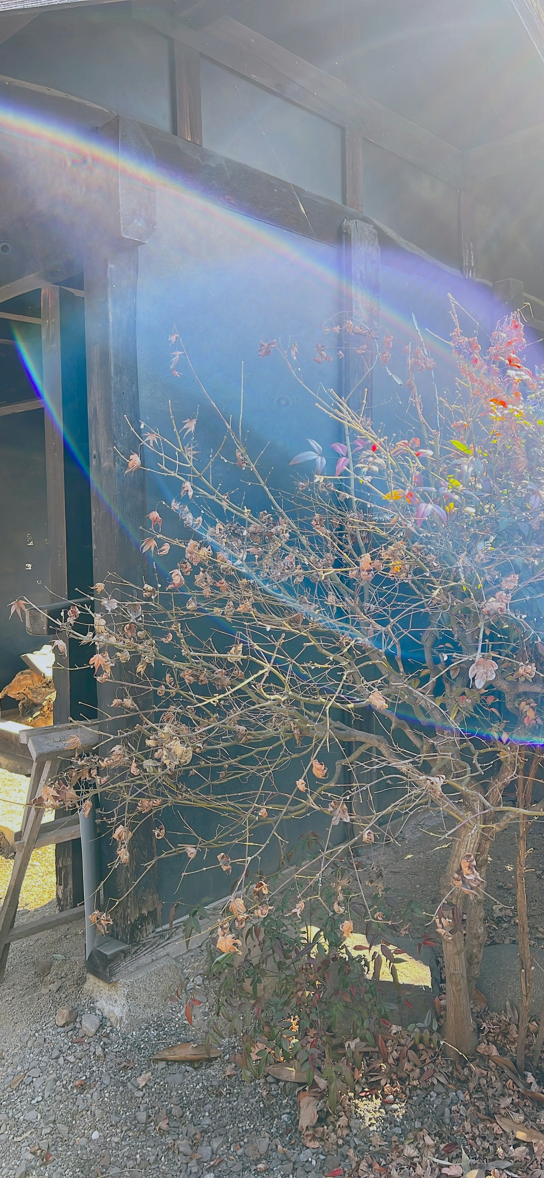 Alfeizar interior con ramas y flores visibles a través del vidrio