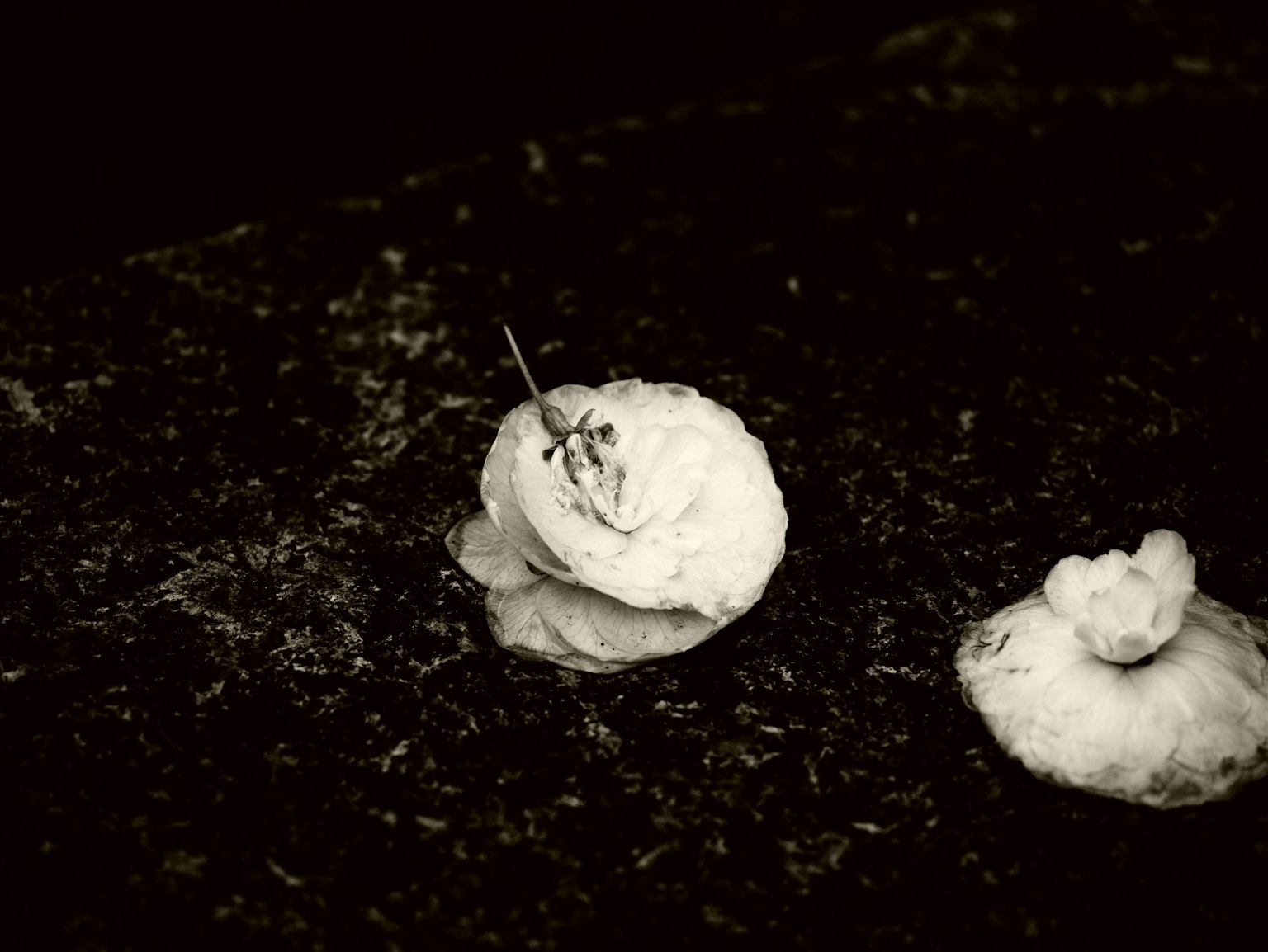 一張白色花朵與黑色背景的引人注目的圖像