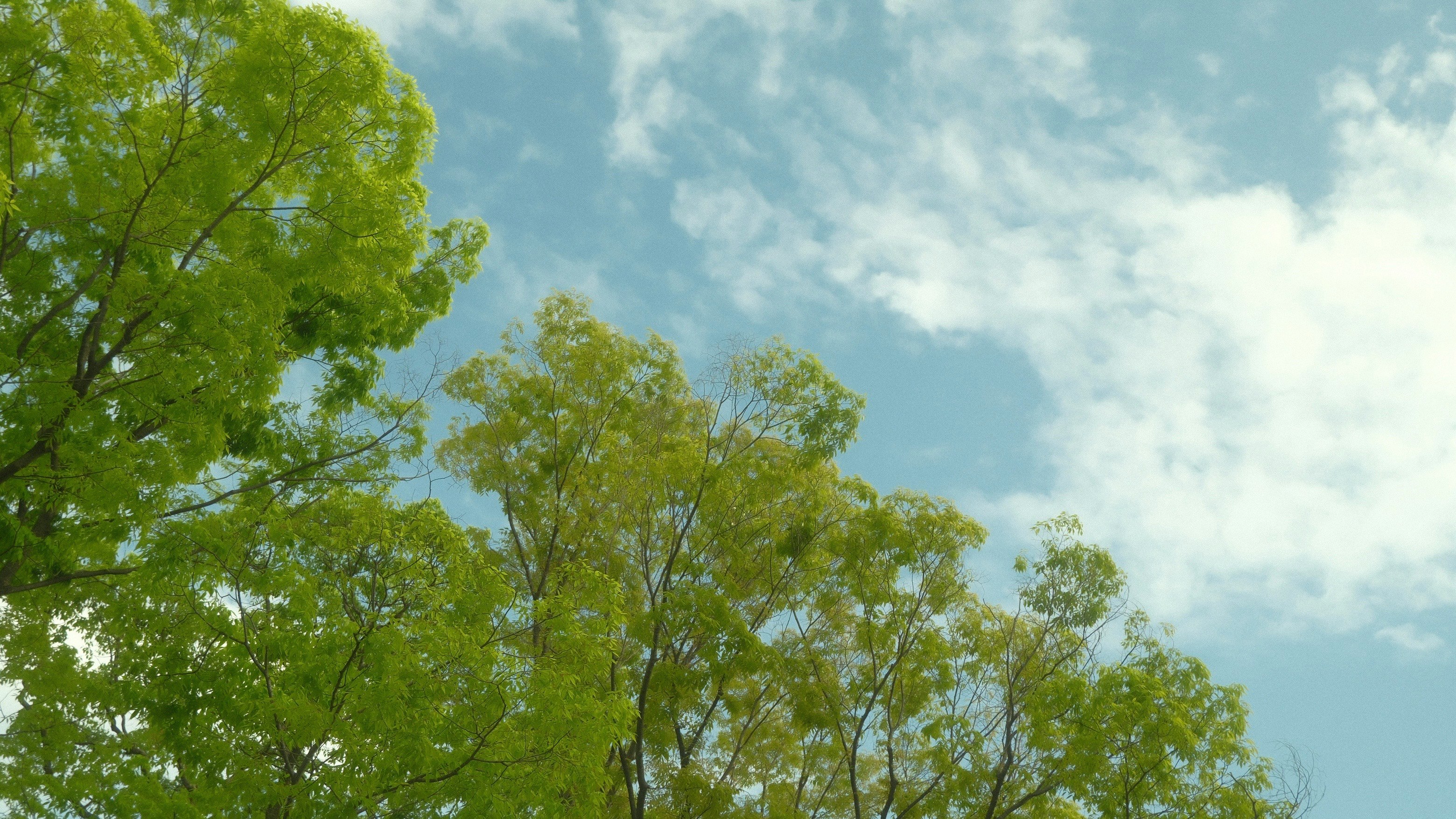 青空に広がる新緑の木々
