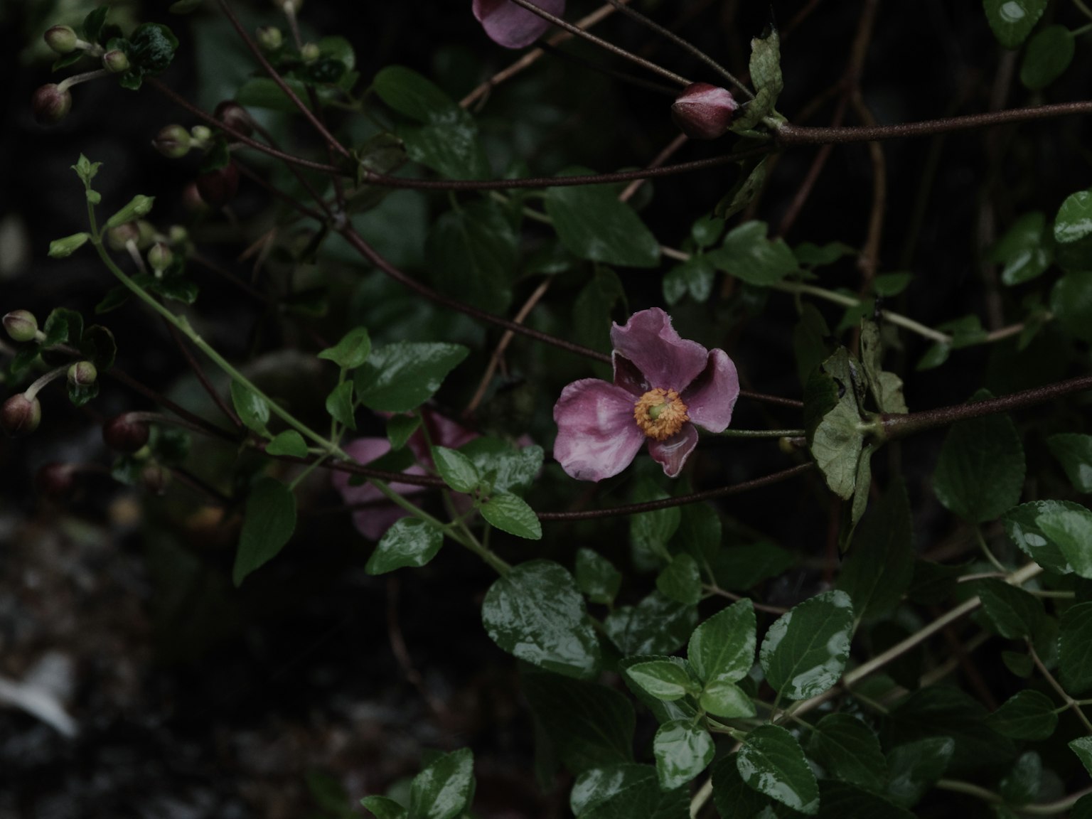 Fleur violette pâle épanouie sur un fond sombre avec des feuilles vertes