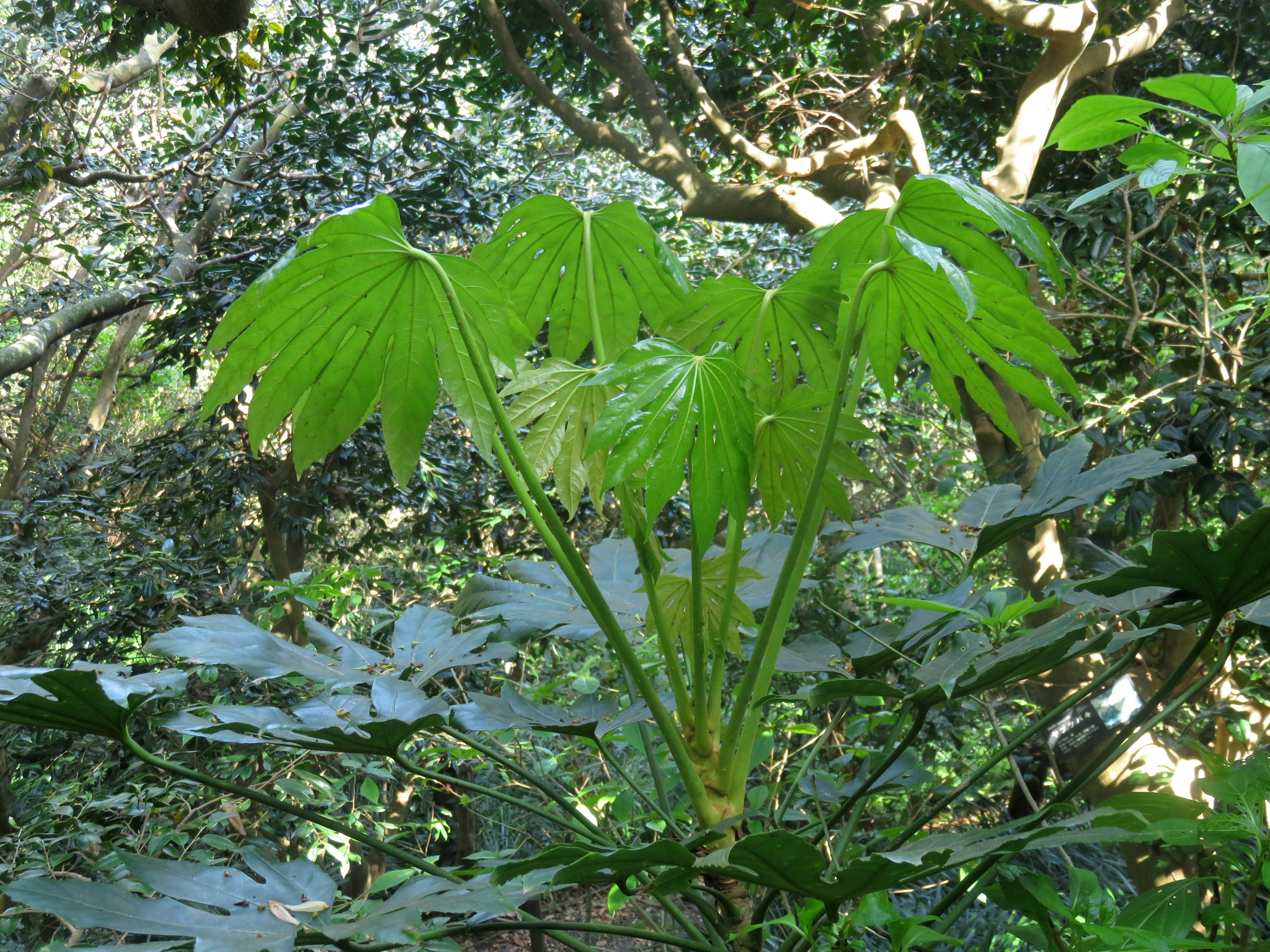 森の中で葉が茂るカシワバゴムノキのような大きな葉