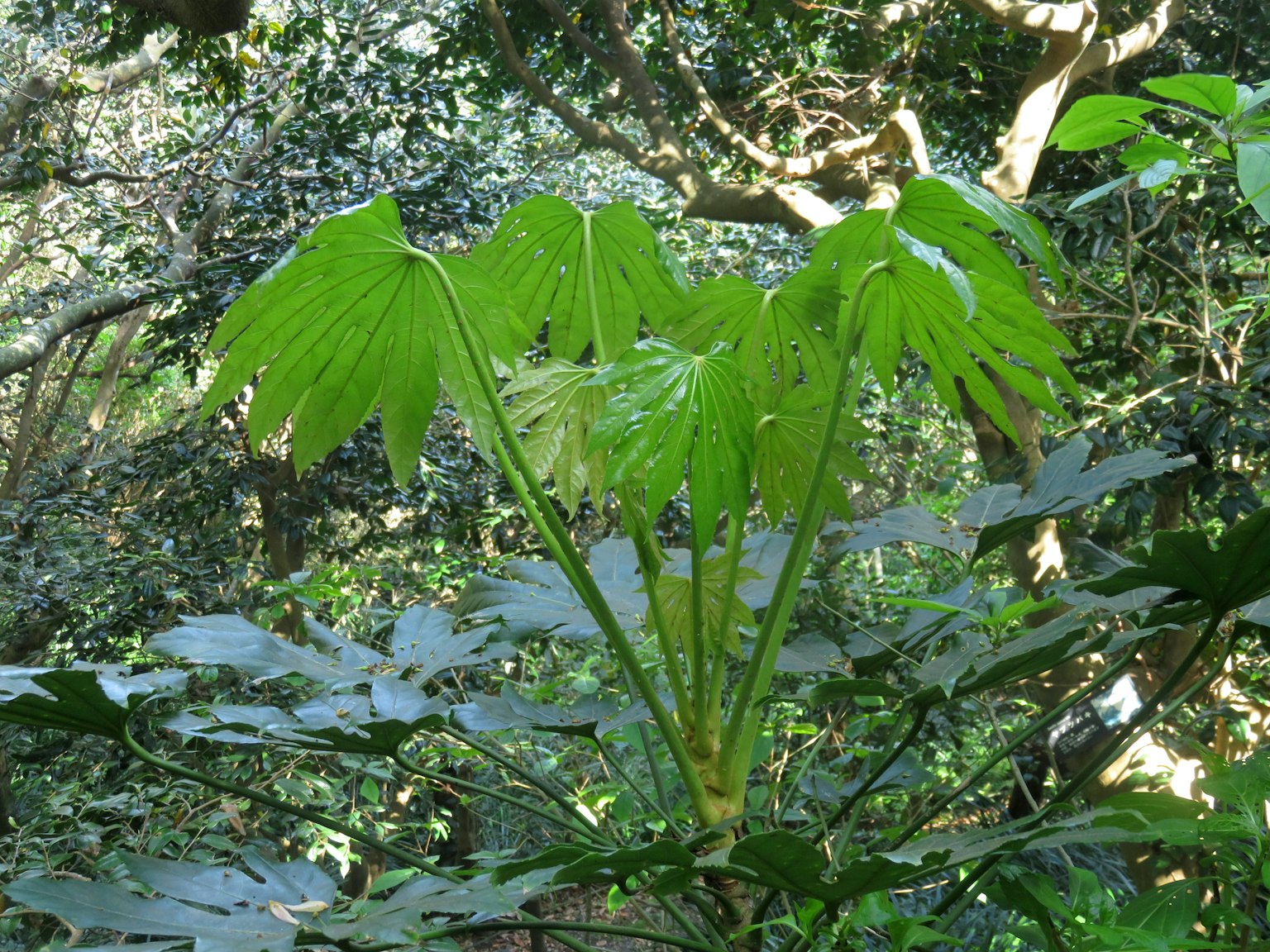 Plante verte luxuriante avec de grandes feuilles en forme d'éventail dans une zone forestière