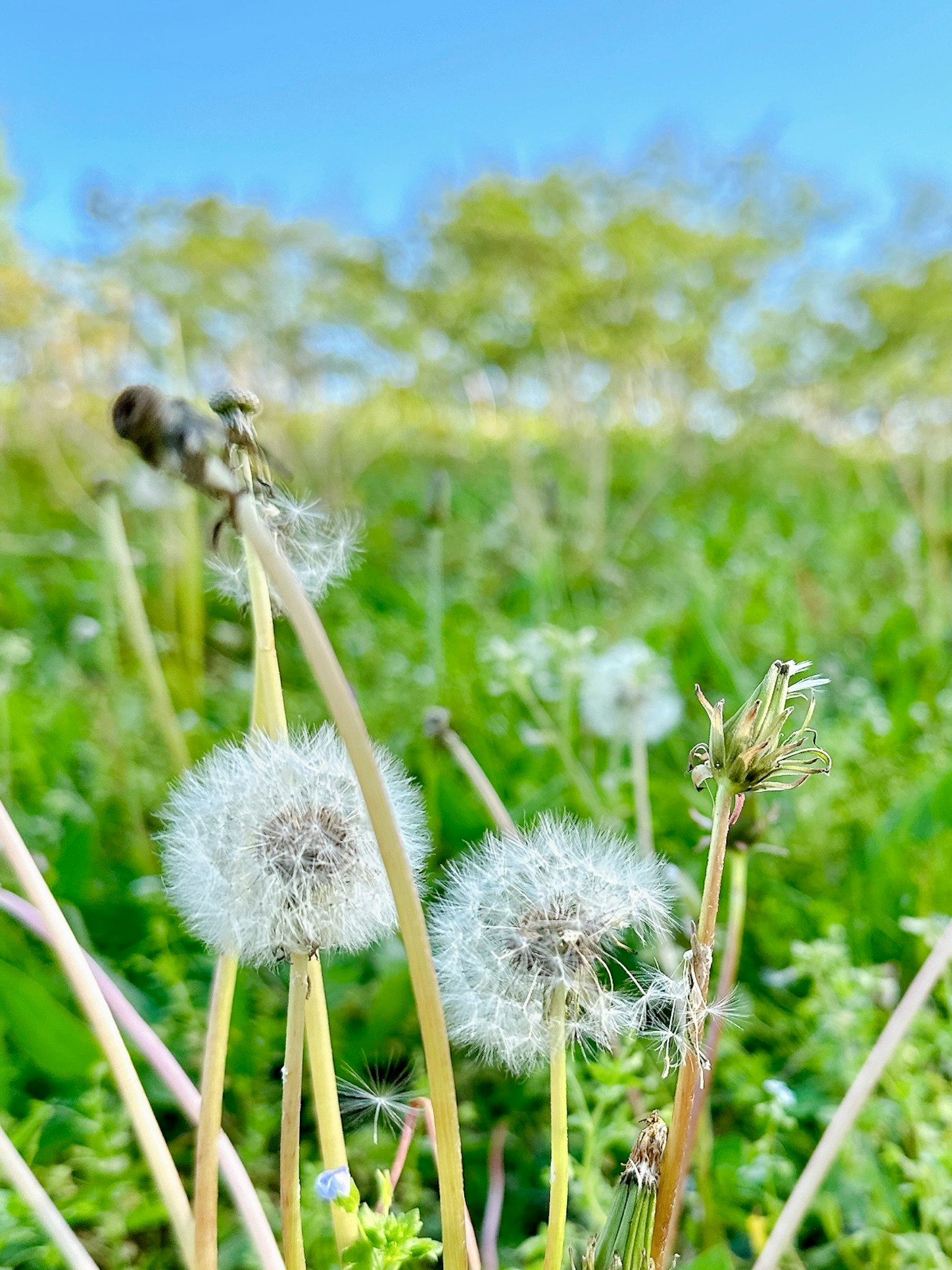 Biji dandelion di bawah langit biru yang cerah
