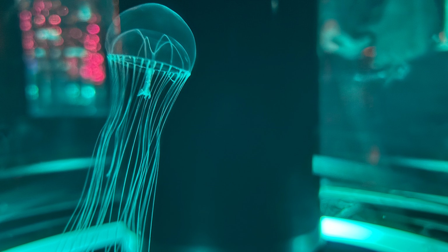 Una bellissima medusa che nuota in acqua blu