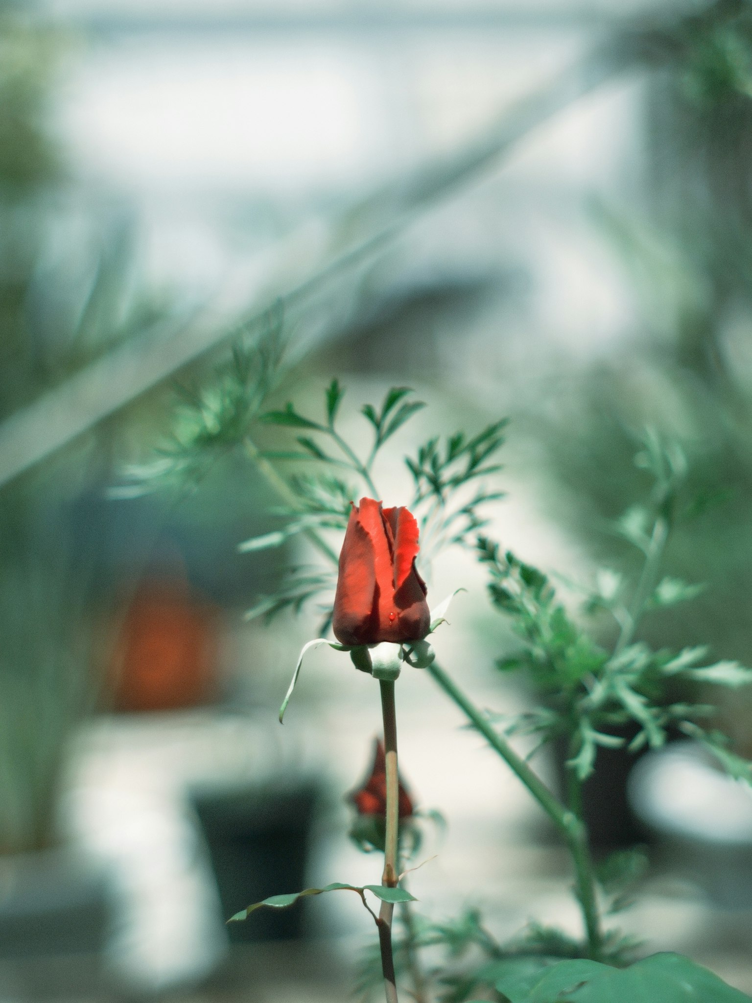 Close-up of a red flower with green leaves in a greenhouse setting