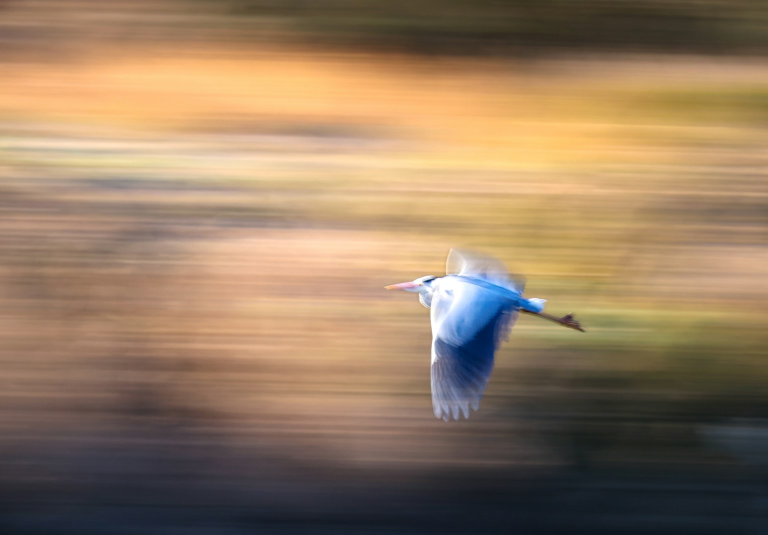 Un oiseau bleu volant à travers un arrière-plan flou