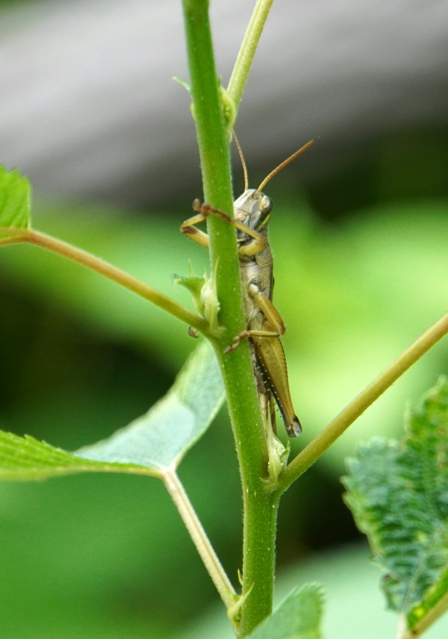 Nahaufnahme eines Insekts auf einem grünen Stamm