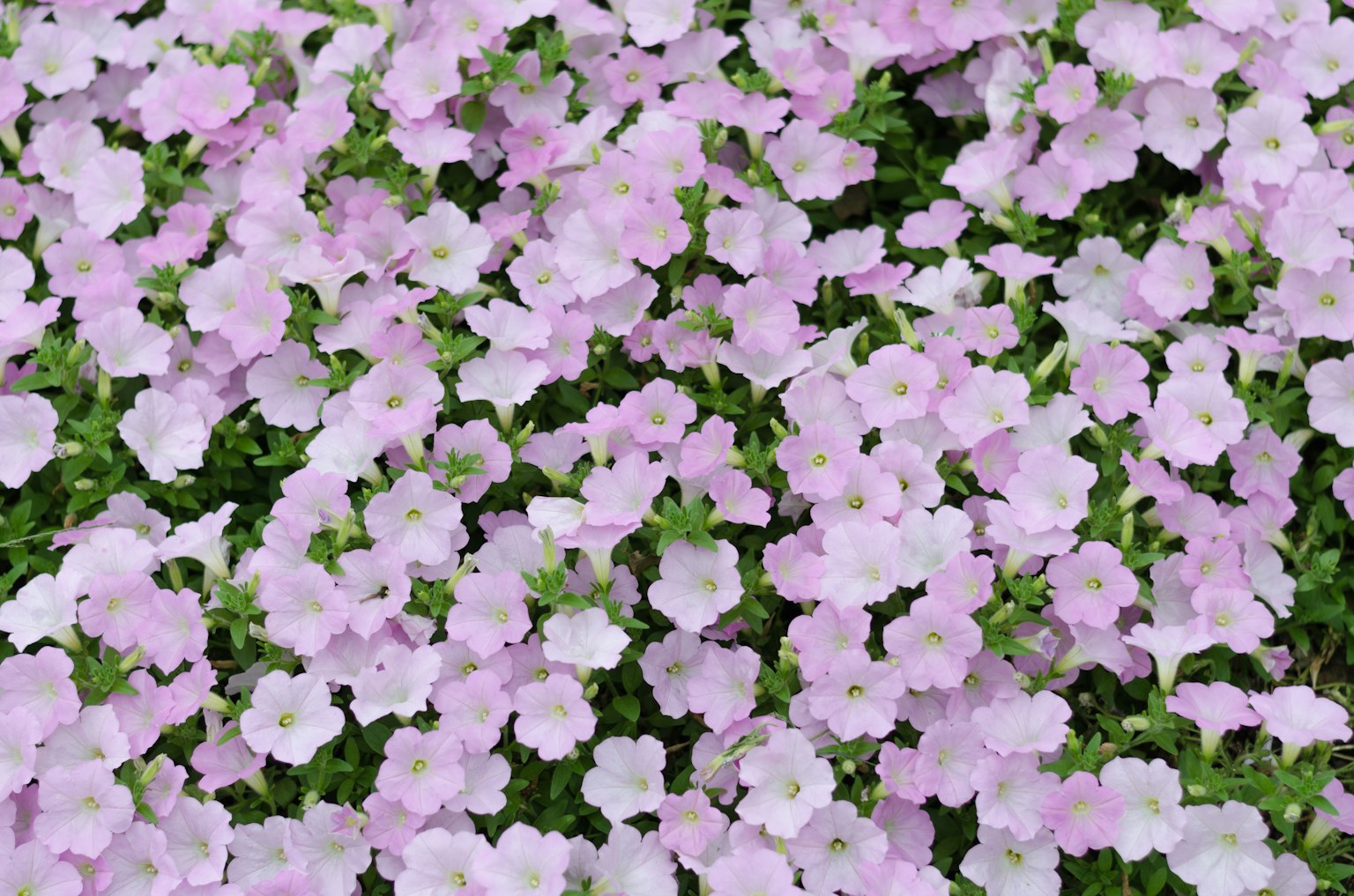 Una bella vista di fiori rosa chiaro densamente raggruppati
