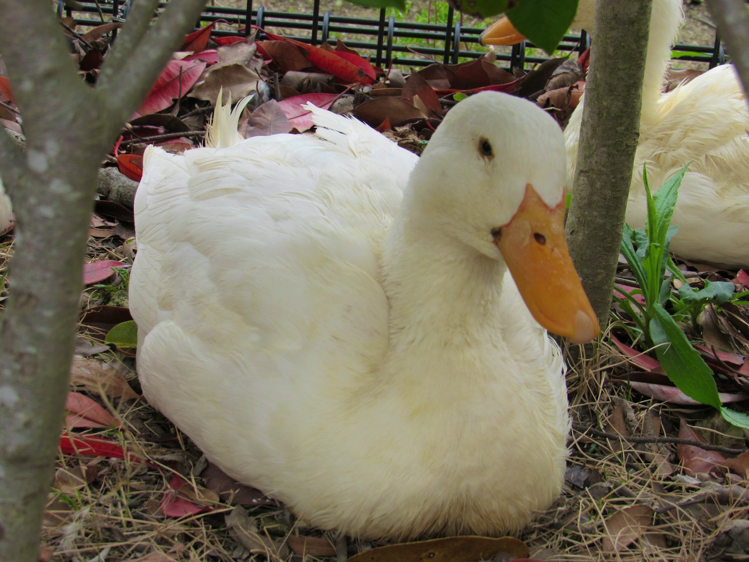 A white duck resting on the ground with scattered leaves in the background