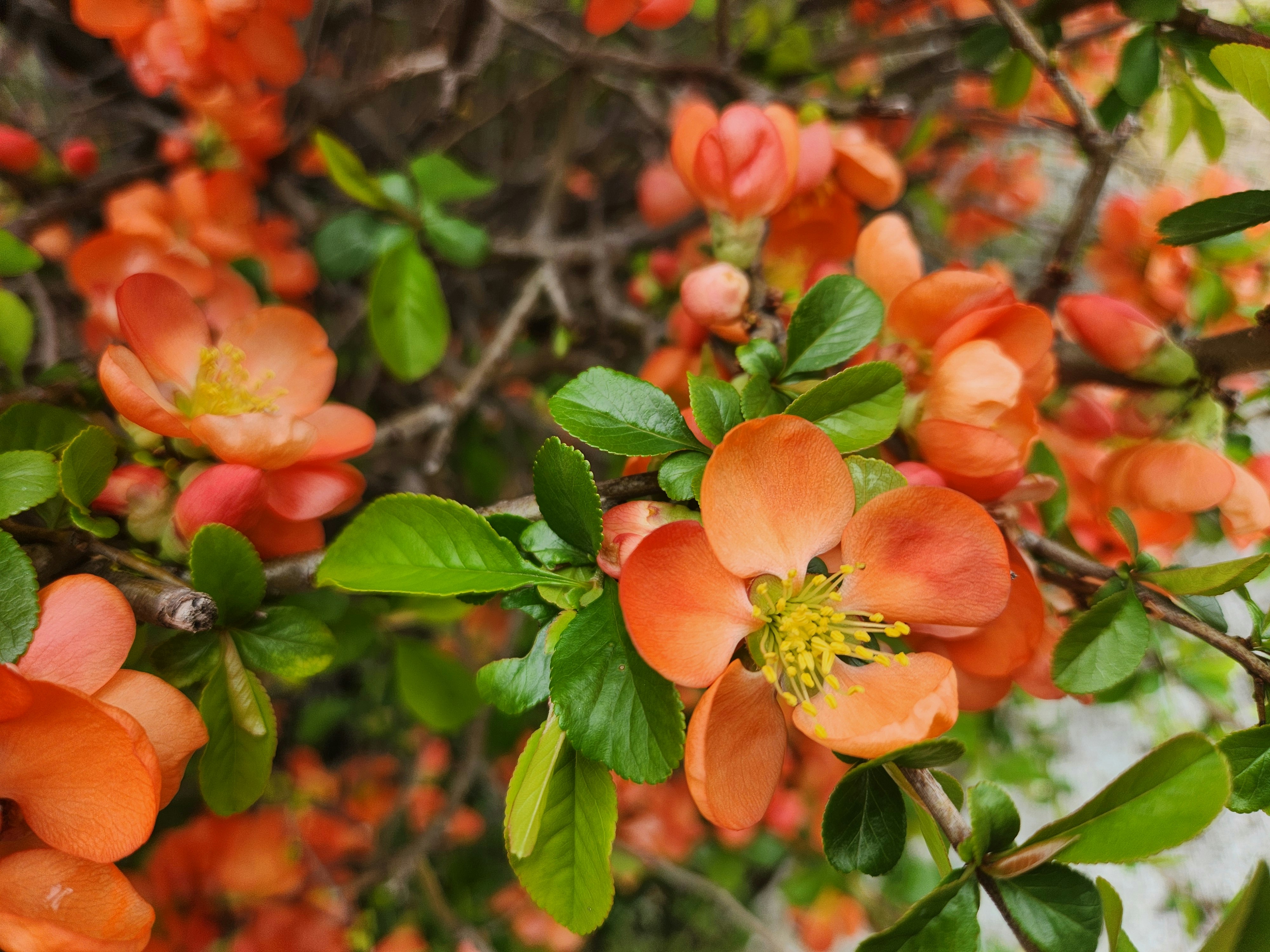 オレンジ色のボケの花が咲く枝と葉のアップ