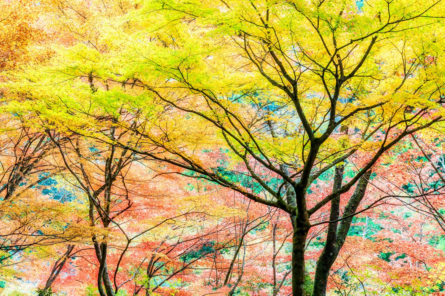 ทิวทัศน์สวยงามของต้นไม้ที่มีใบหลากสี
