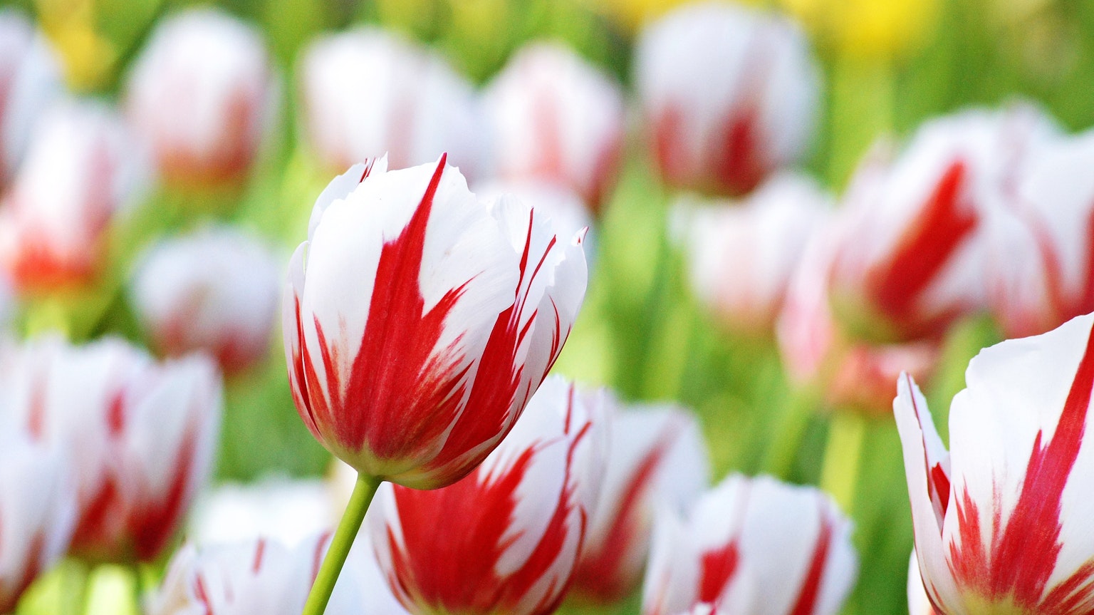 Lanskap indah bunga tulip merah dan putih yang sedang mekar