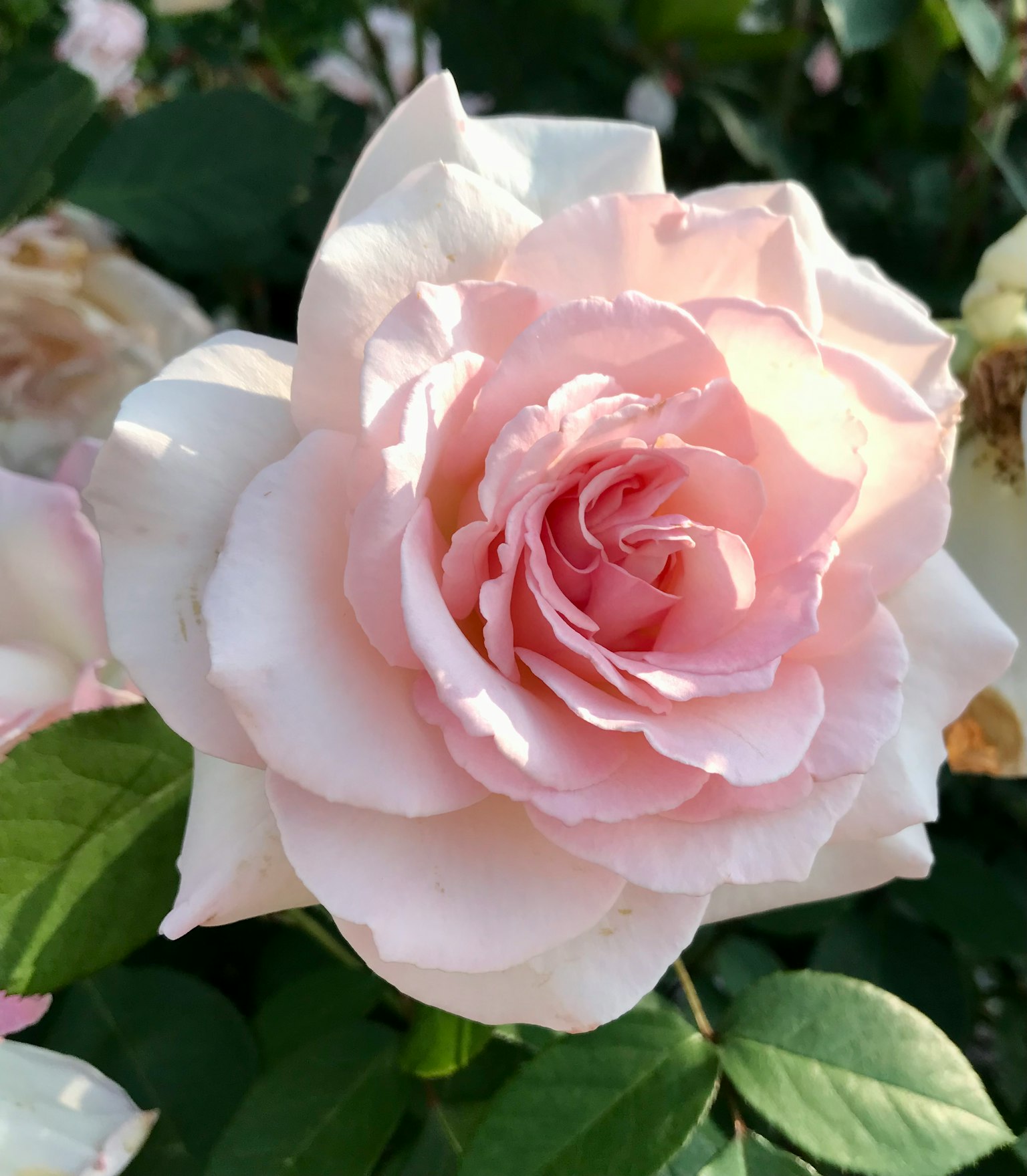 Una bella rosa rosa chiaro in fiore