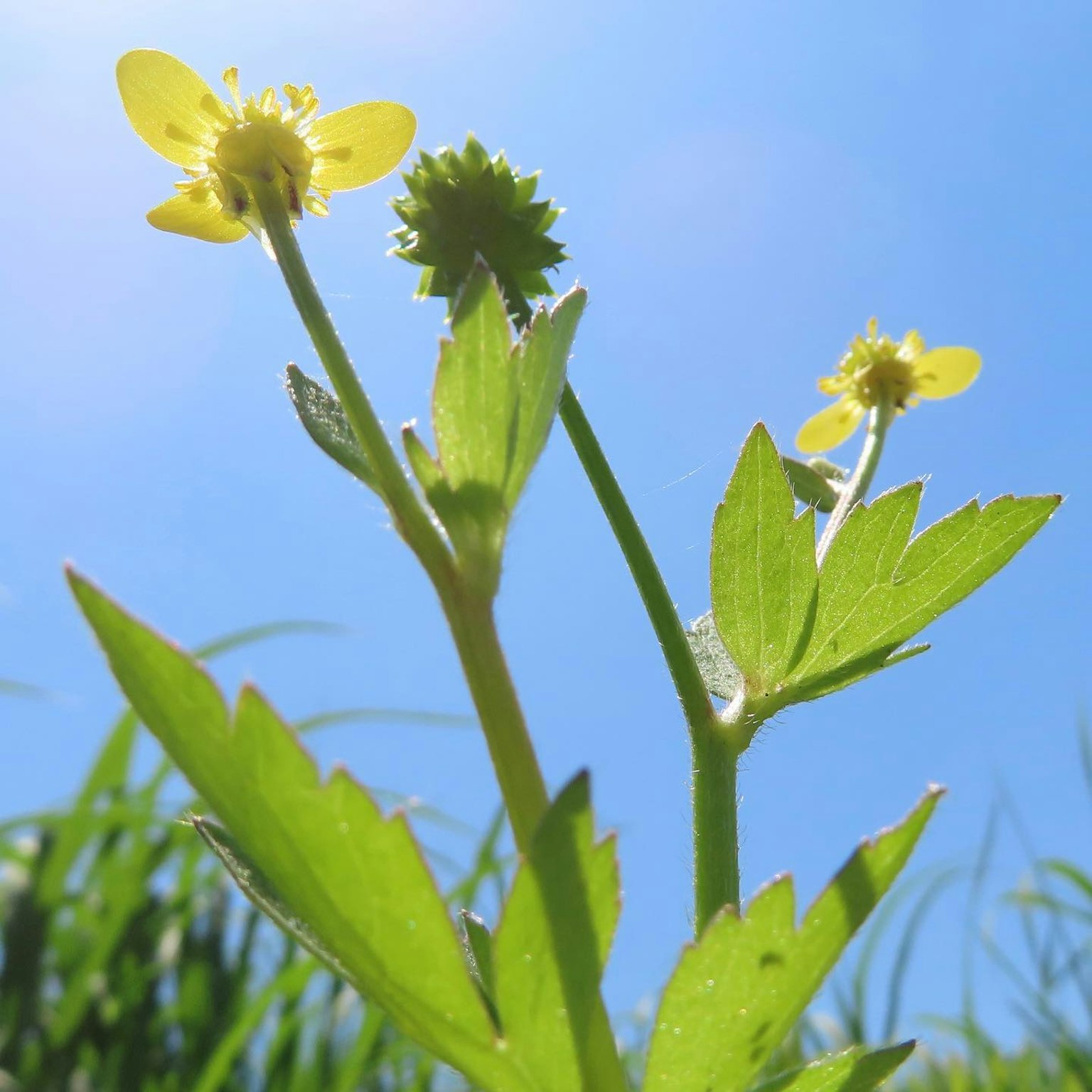 Fleurs jaunes et feuilles vertes sous un ciel bleu