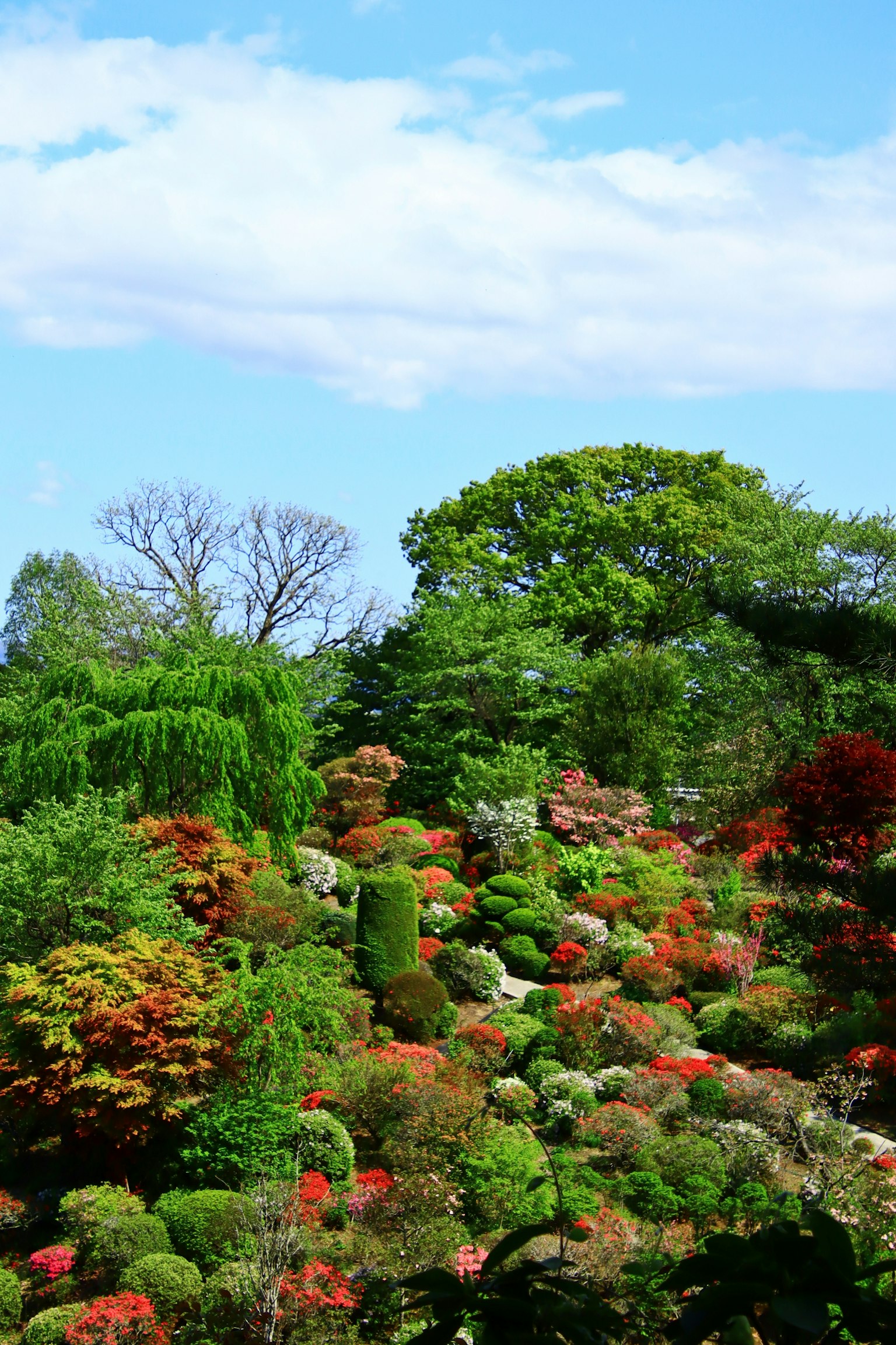 Paysage de jardin vibrant avec des plantes et des arbres colorés