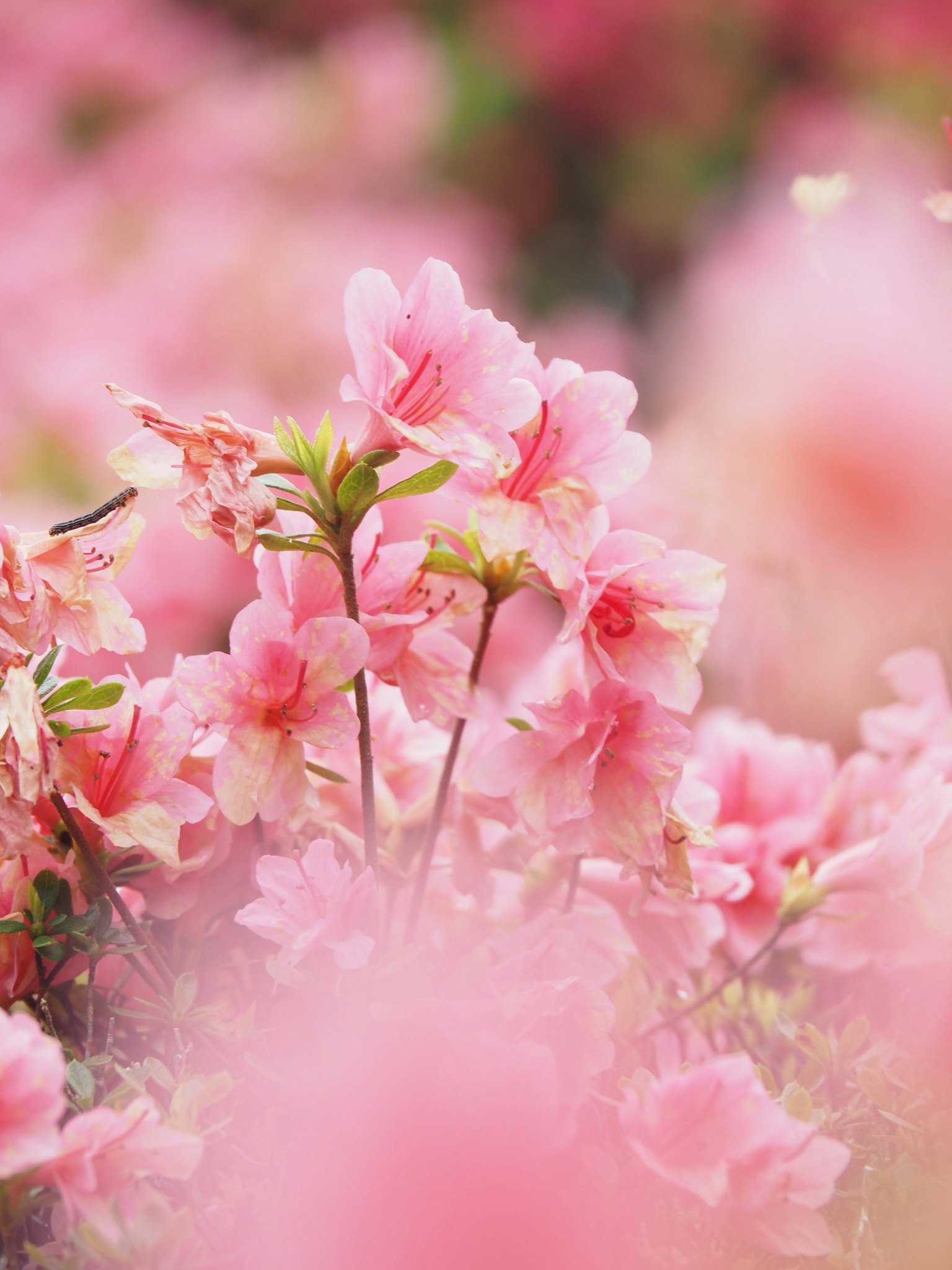 Close-up of blooming pink flowers in a vibrant landscape