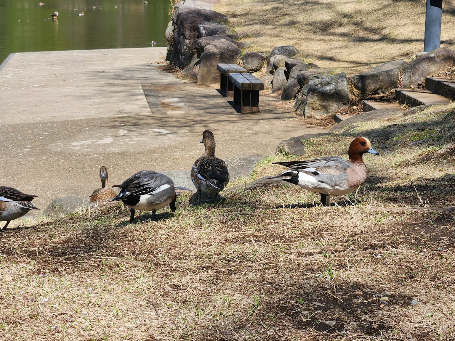 A group of ducks on the grass near a pond