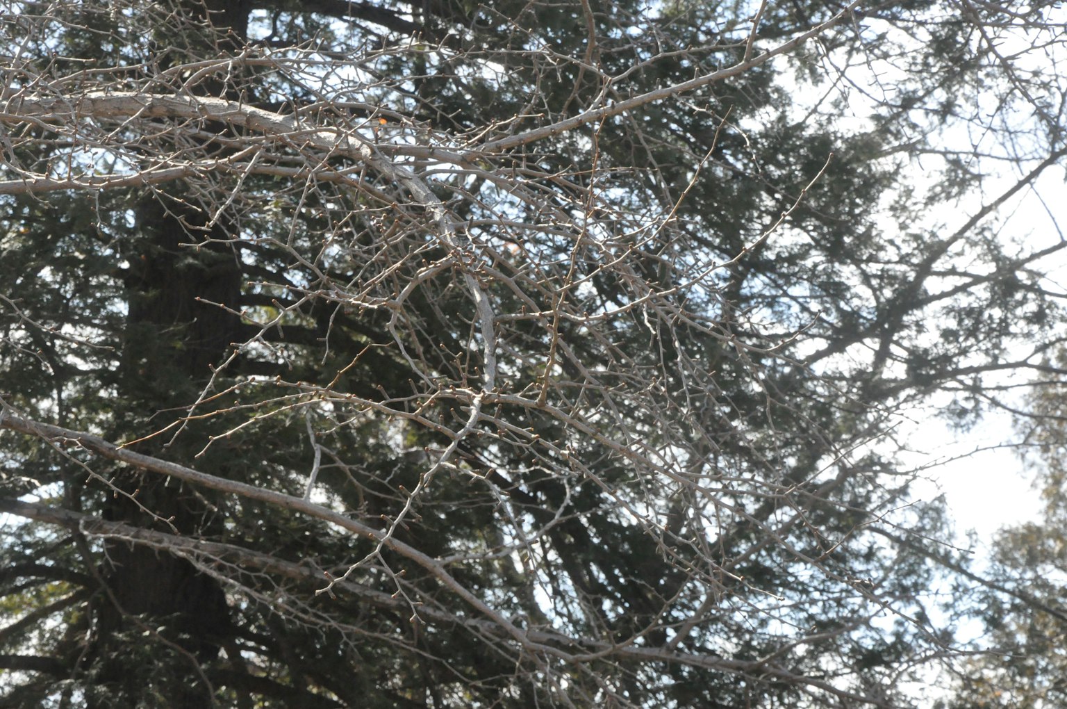 Una scena con un animale parzialmente nascosto tra i rami di un albero