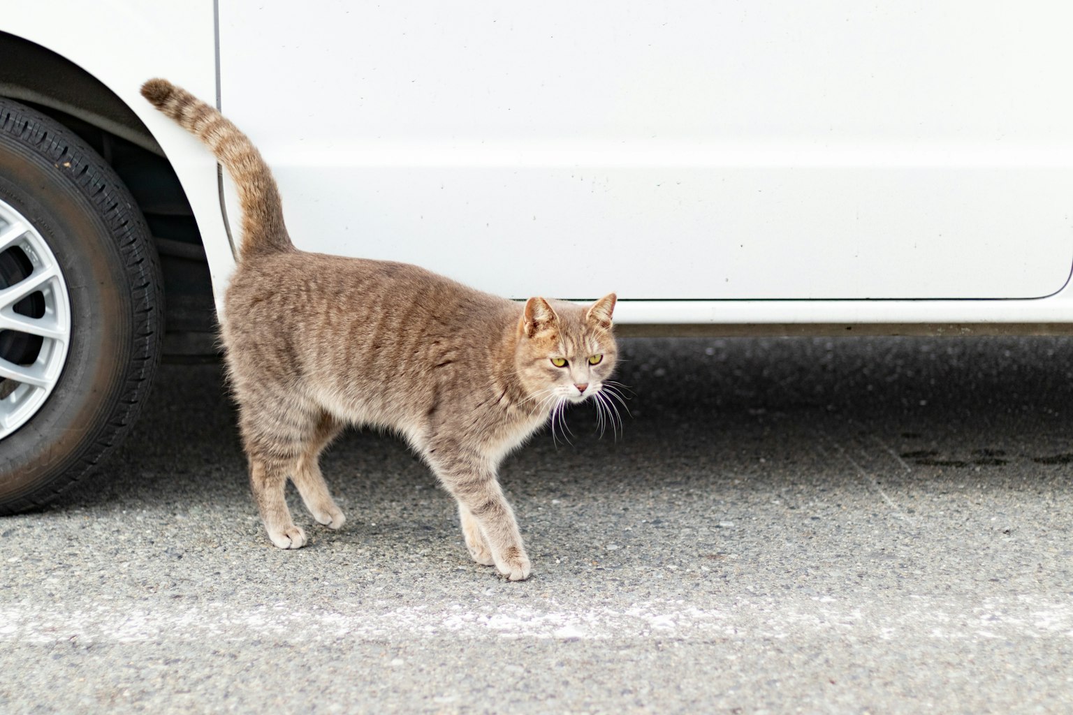 Gato marrón caminando al lado de un coche blanco