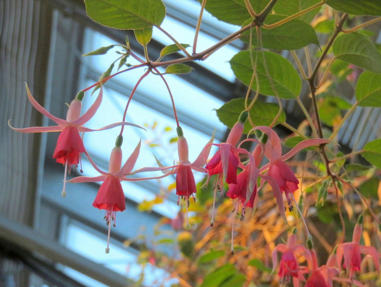 Scene inside a greenhouse featuring hanging pink fuchsia flowers