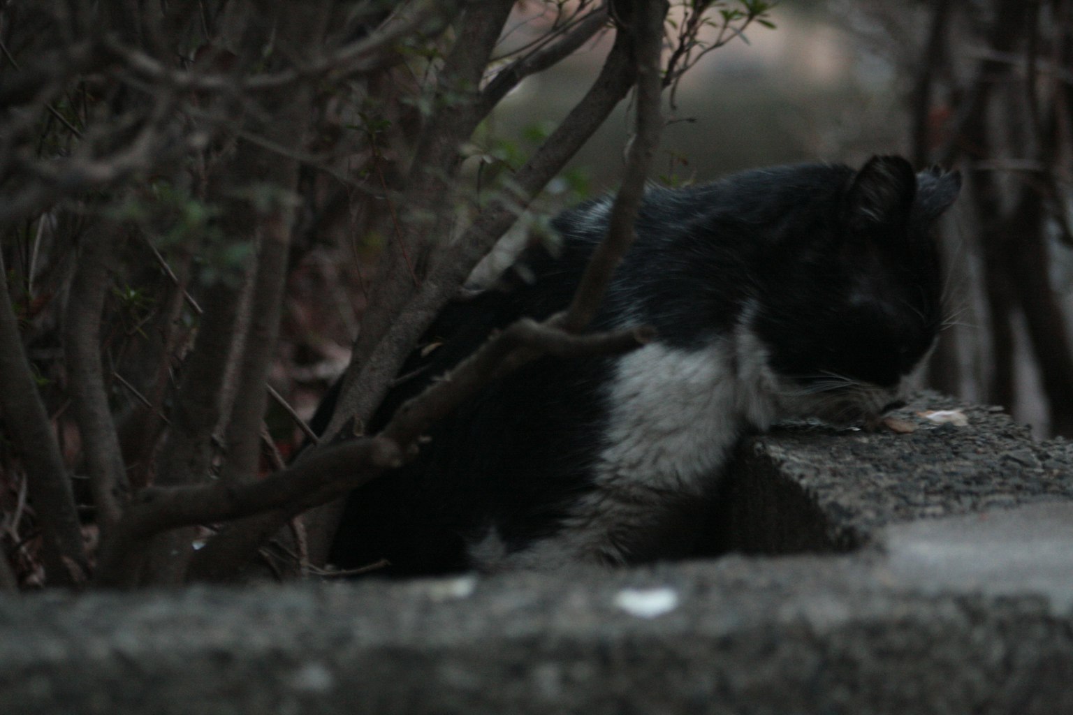 A black and white cat hiding among bushes in a quiet scene