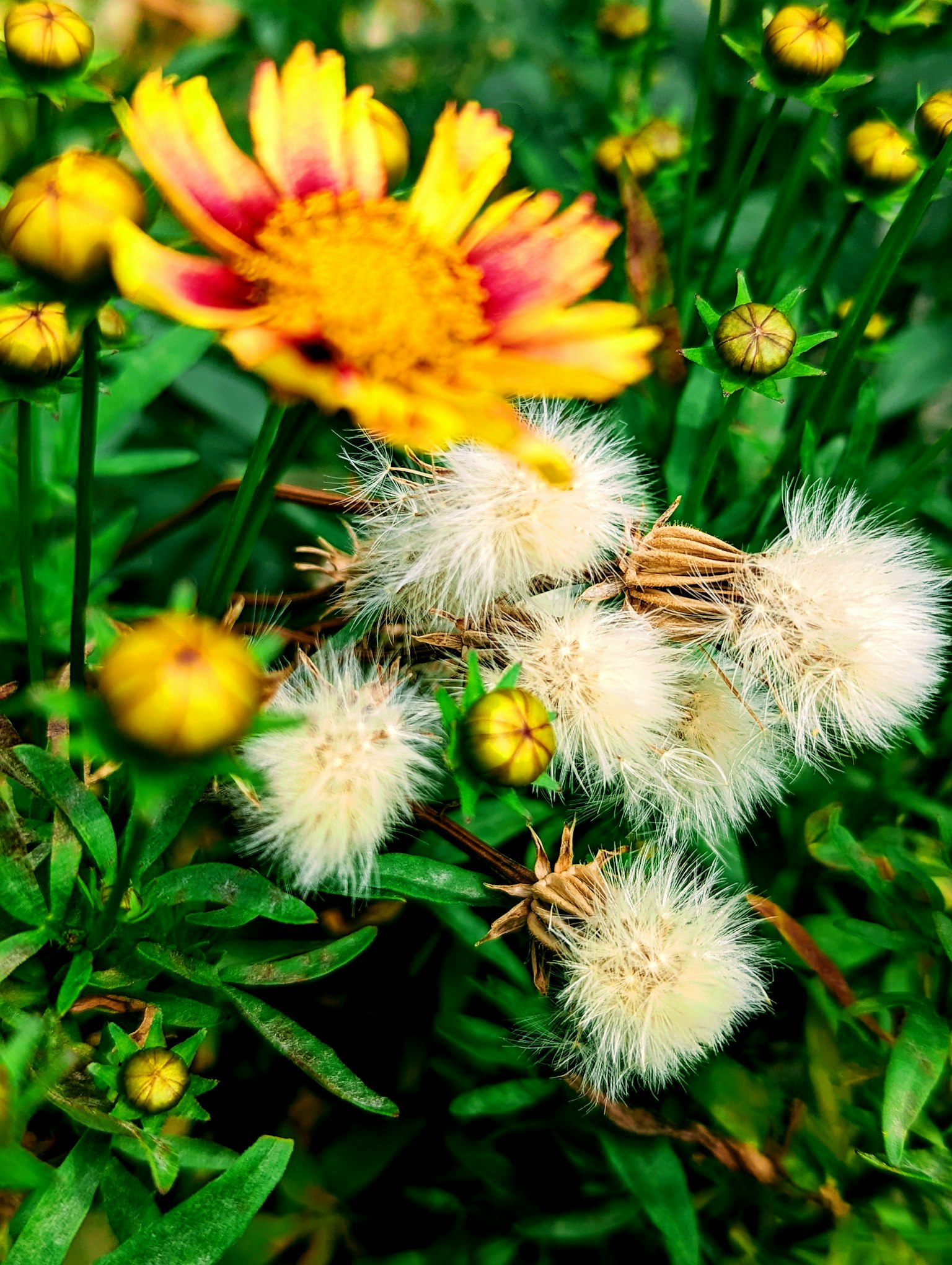 Immagine vivace con fiori colorati e piante bianche morbide