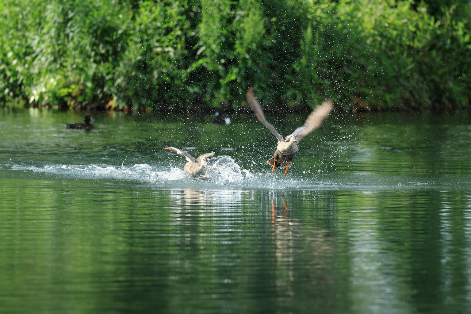 Dos aves aleteando en la superficie del agua con un fondo verde