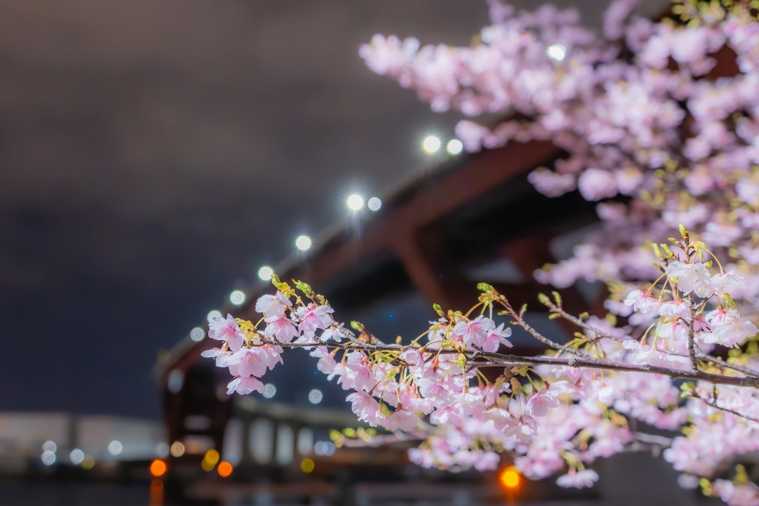 夜景中樱花与桥梁在黑暗天空中的照明