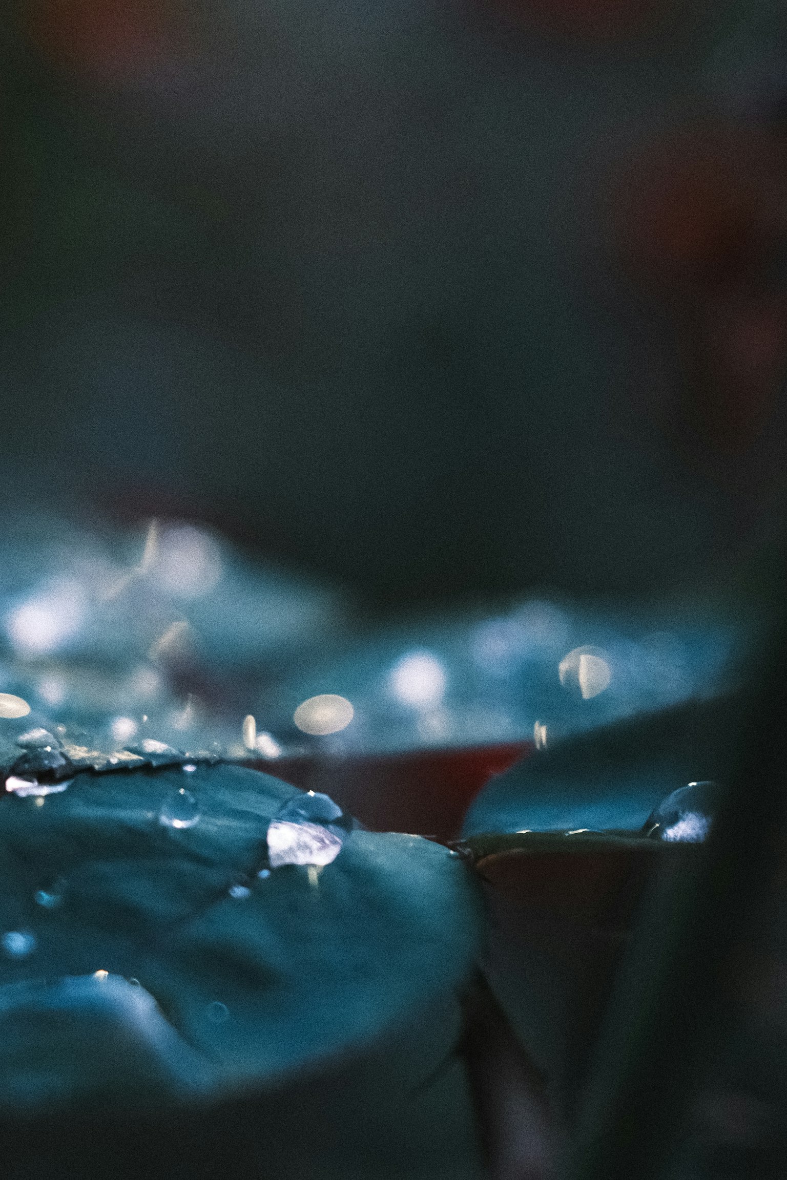Nahaufnahme von Blättern mit Wassertropfen glänzende grüne Blätter