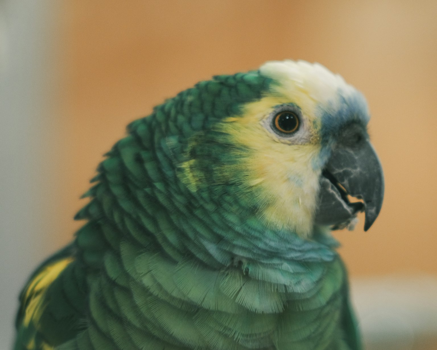 Close-up photo of a green parrot with a yellow patch on its head